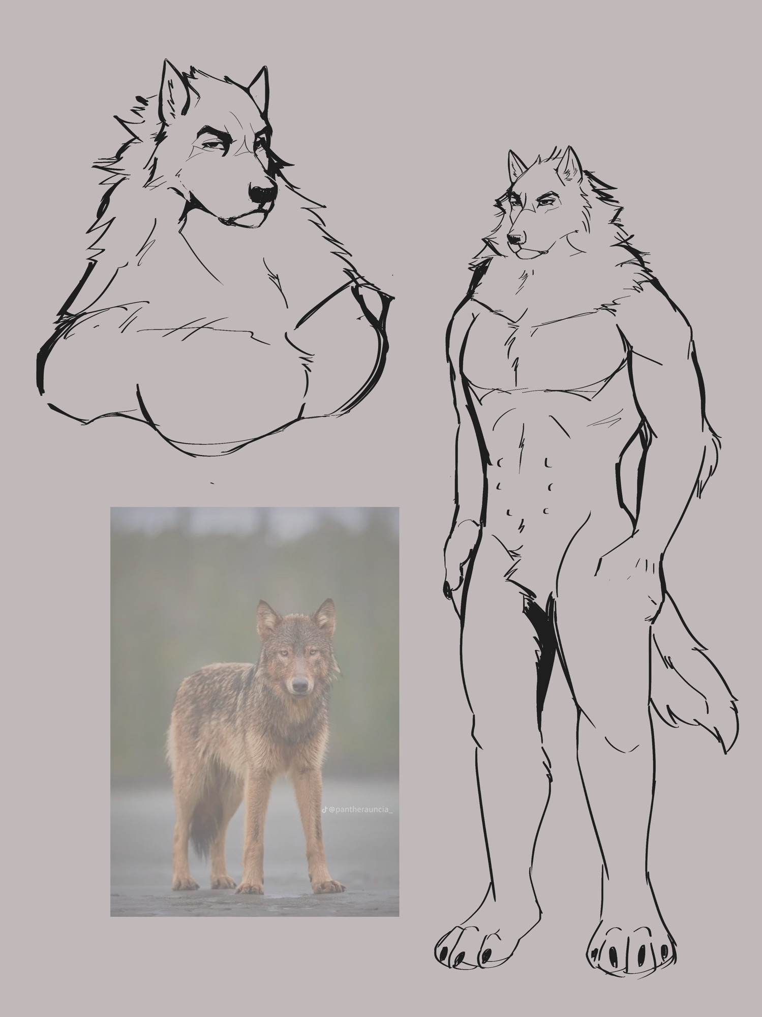 Sketches of my wolf oc
