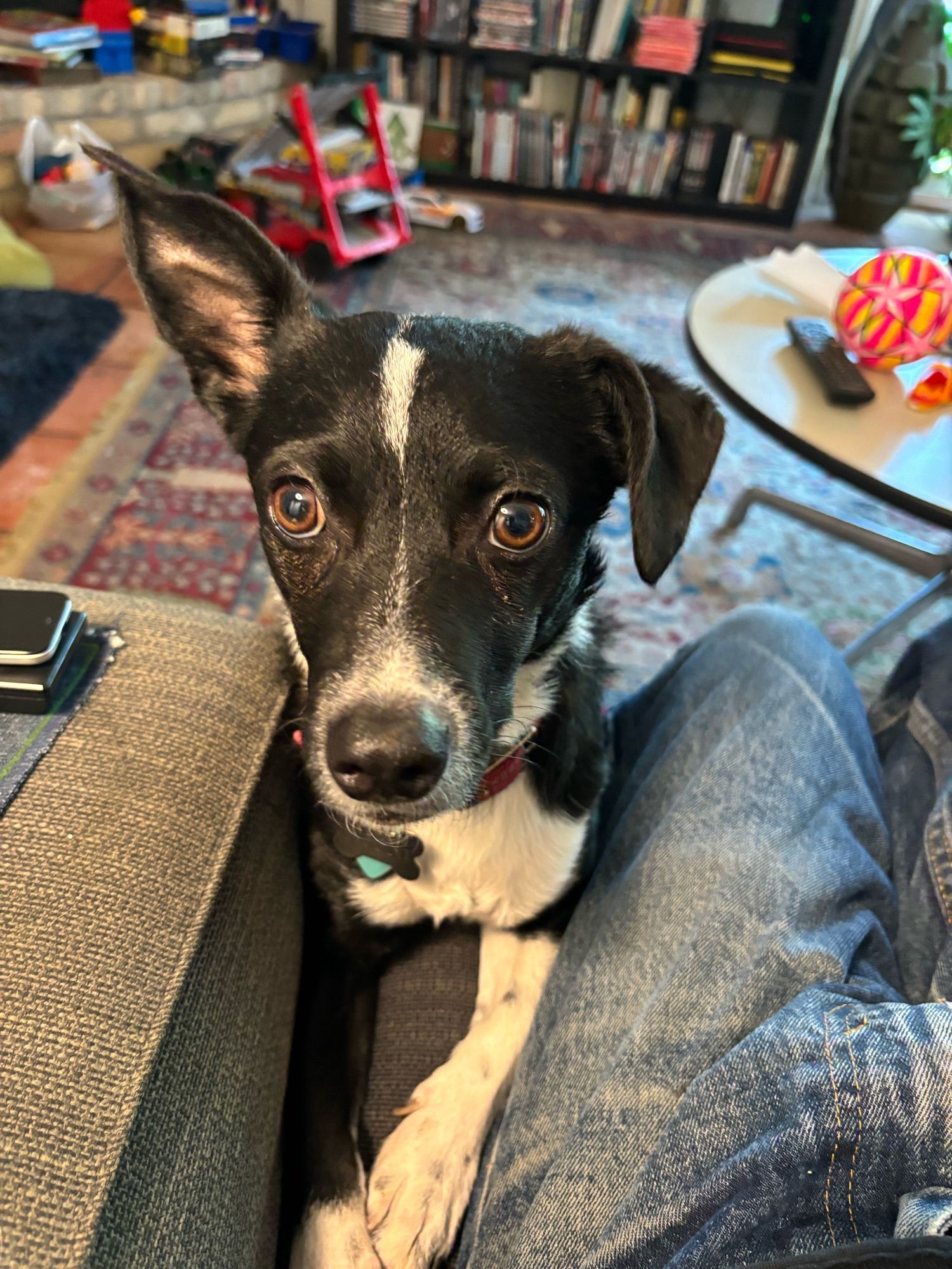 Biscuit begging with one ear on alert