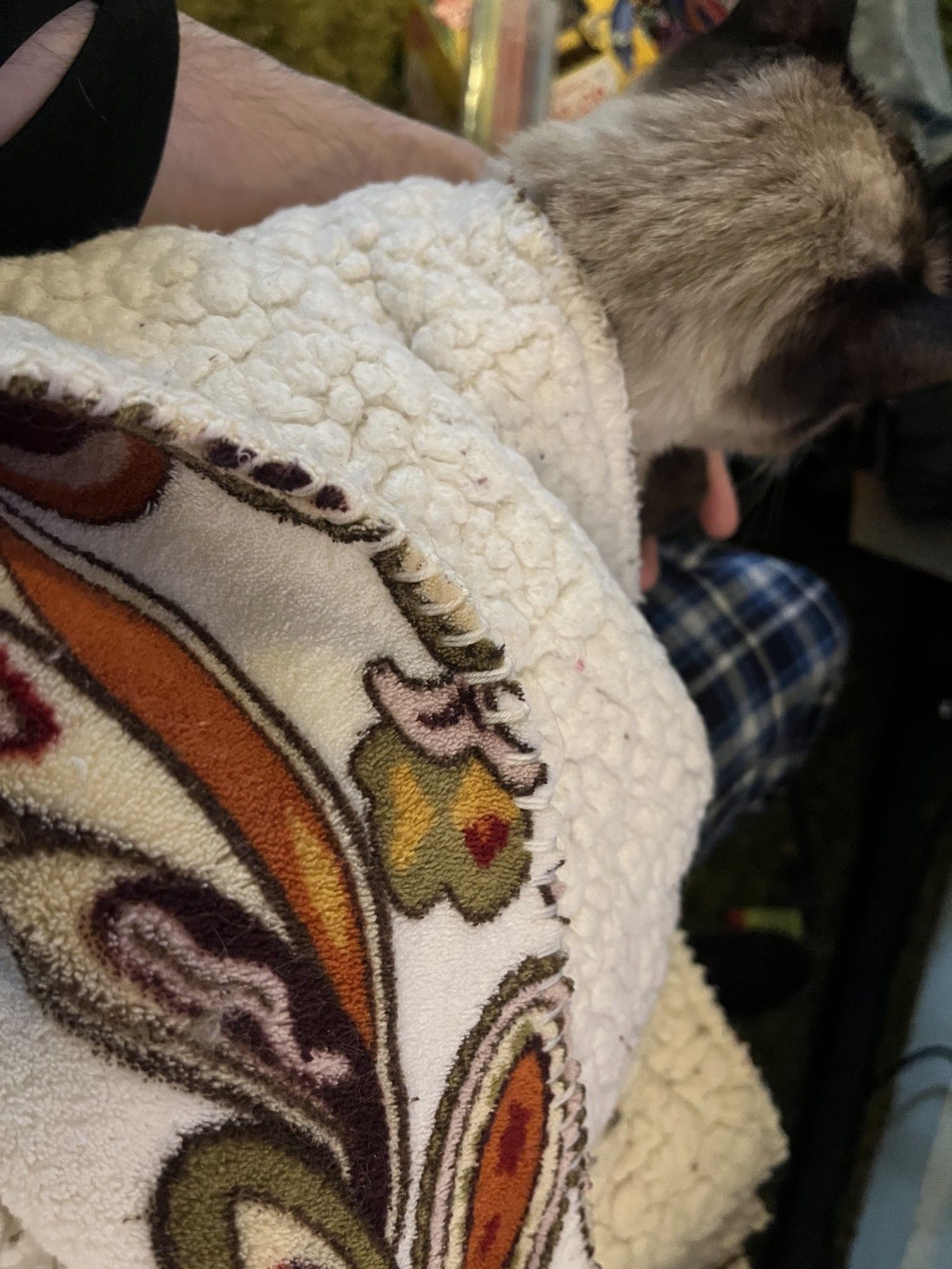 A small lynx seal point Siamese cat is swaddled in a reversible paisley-and-fleece blanket, sat on my lap which is clad in blue and white plaid pyjamas. Her paw is curled into my hand as if holding it and she is very contented.