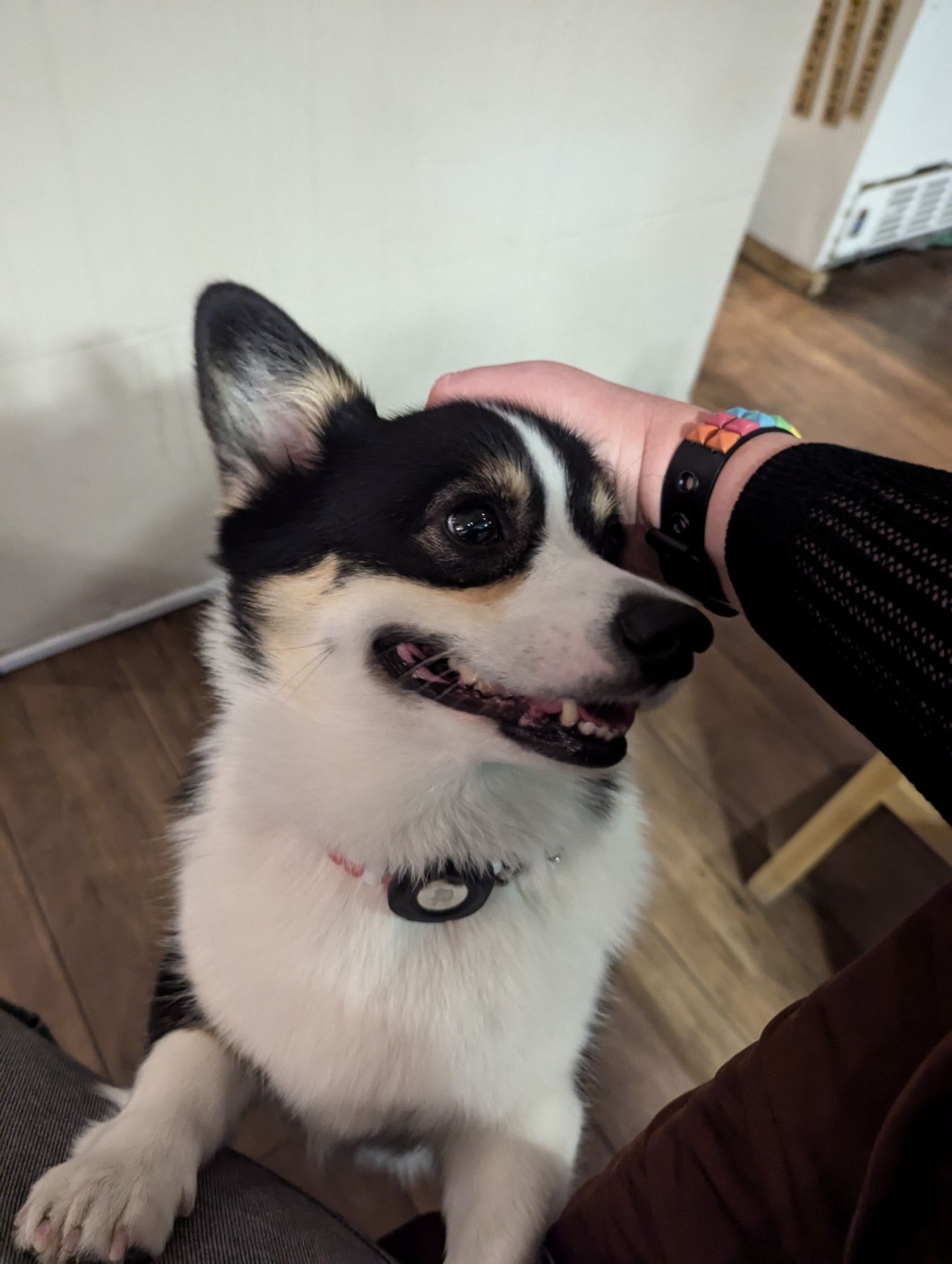 my arm in a cute studded rainbow bracelet petting an extremely friendly corgi