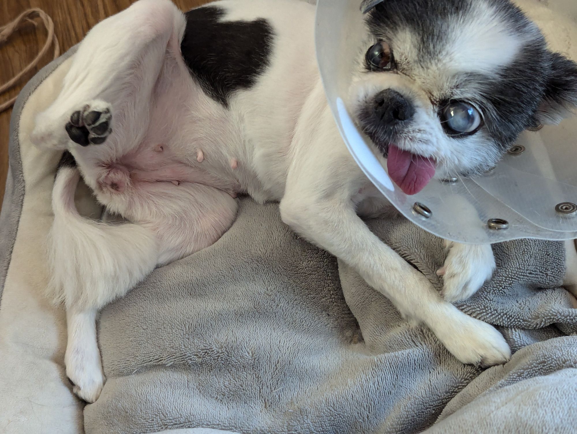 a tiny black and white dog with a bad eye and her tongue sticking out, wearing a cone of shame, rolled up partly onto her back to expose her tummy