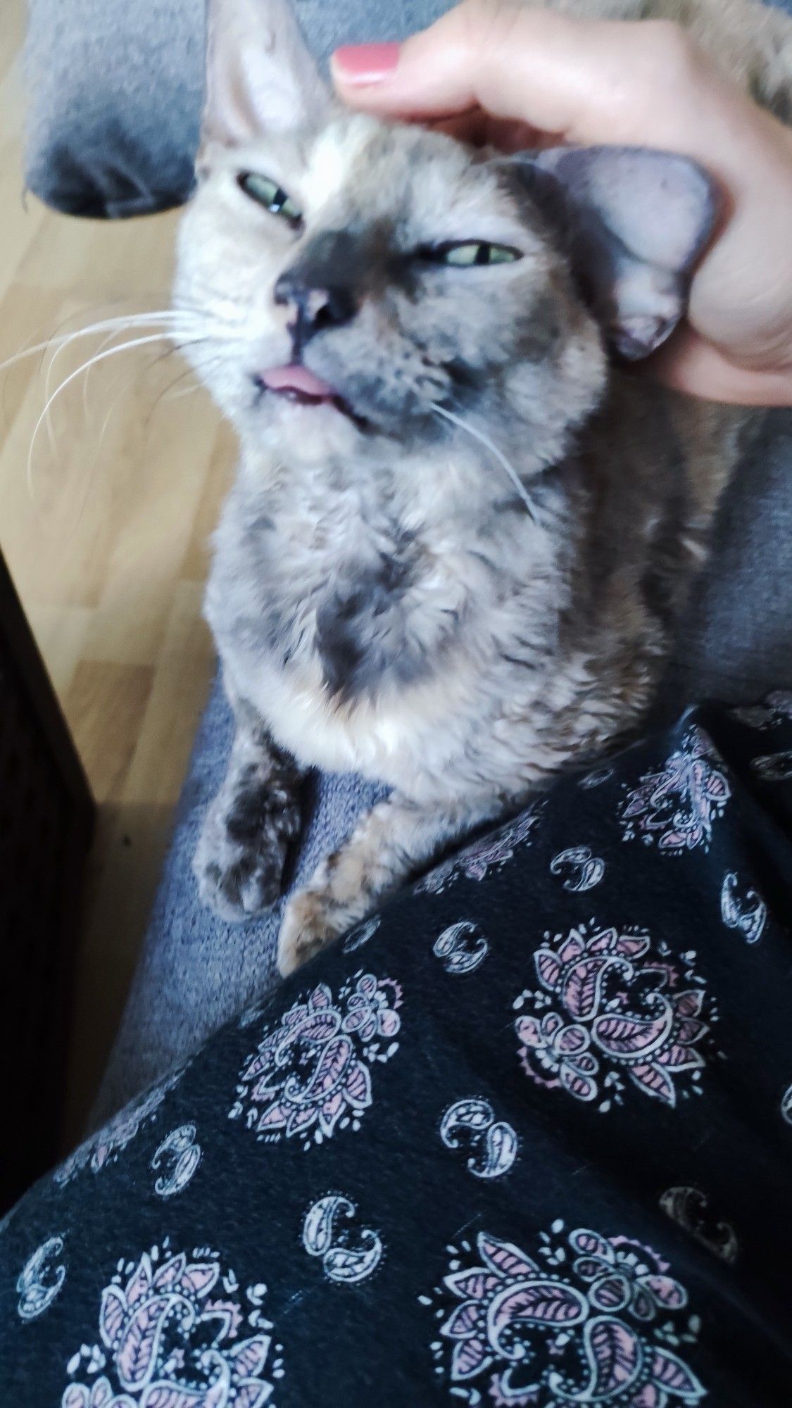 Bertha ebjoys Headscratches sitting in a sphinx position. Her ear is swquished due to the hand on her head. She's looking at the camera with half opened eyes and her tongue out.