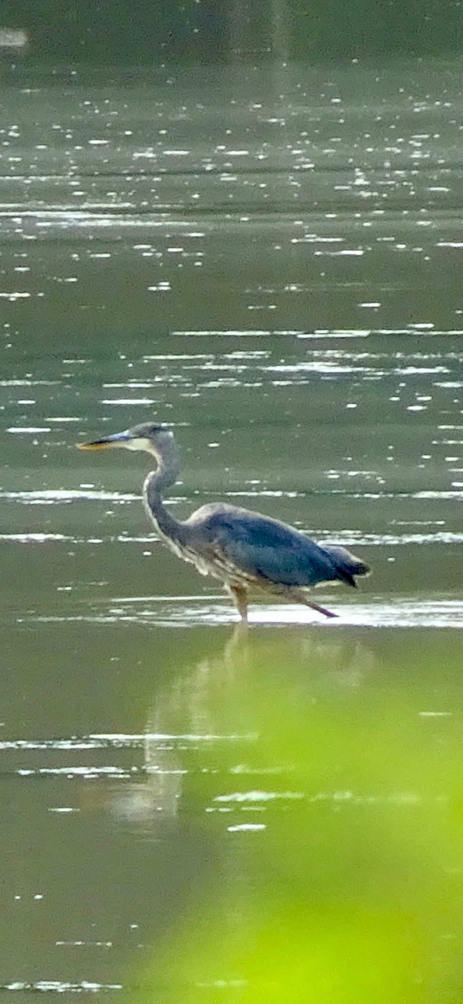 Great blue heron wading in water 