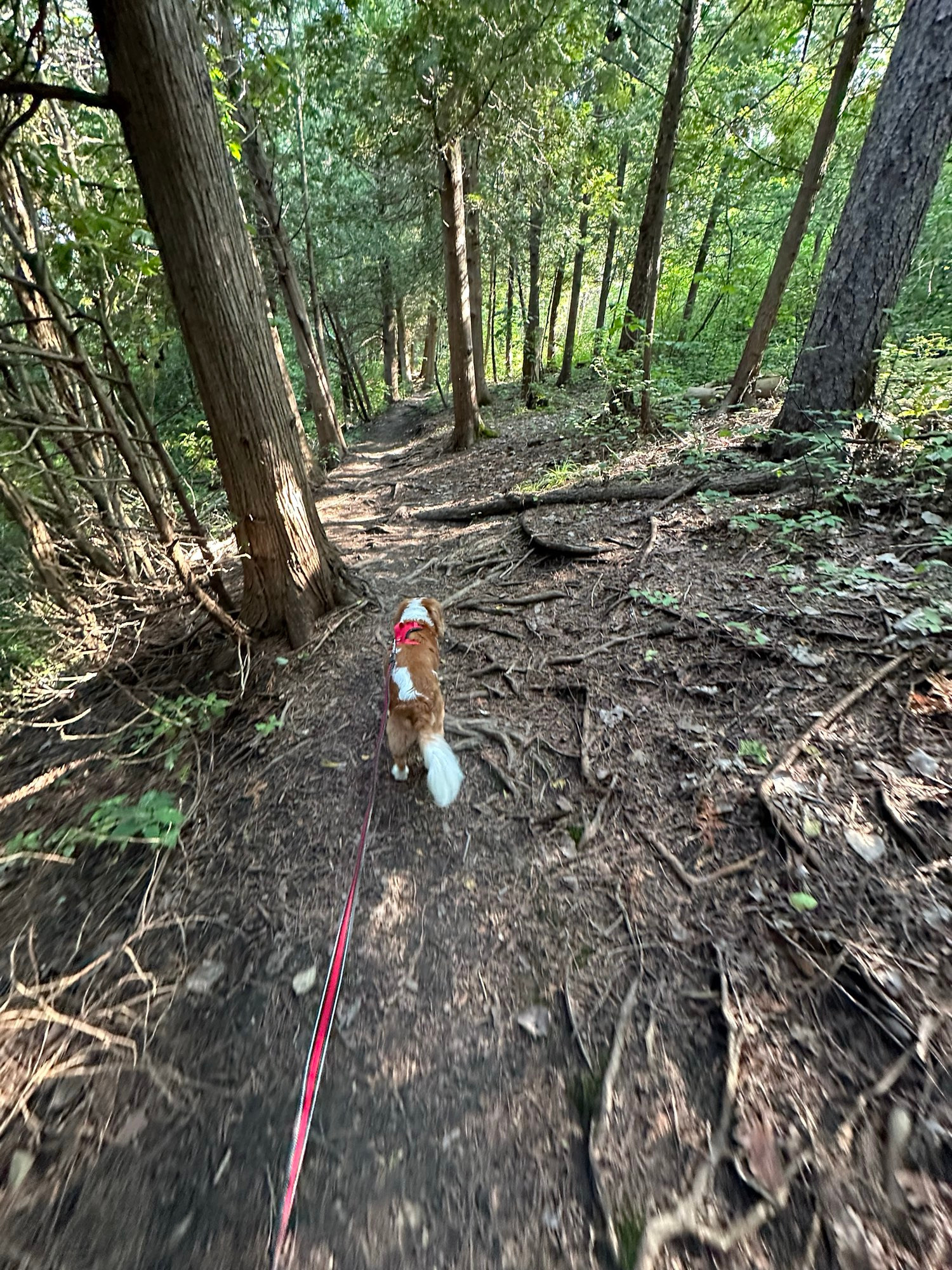 Cavalier King Charles walking through the woods on a trail. 