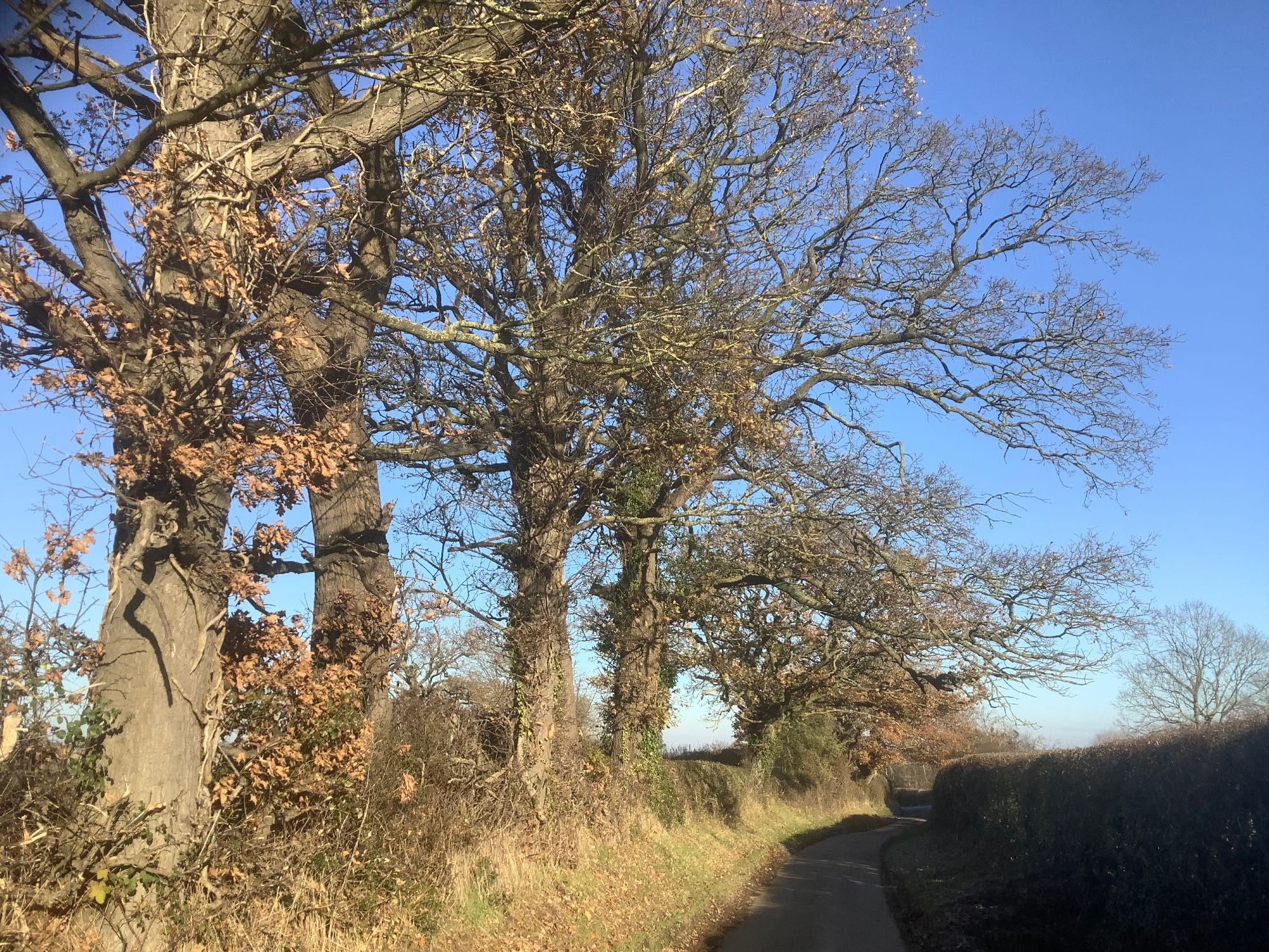 A winding country lane with tall bare branched oak trees lining one side and a clipped hedgerow on the other. It is a sunny winter day, with a cold light and bright coppery leaves against a clear blue sky.