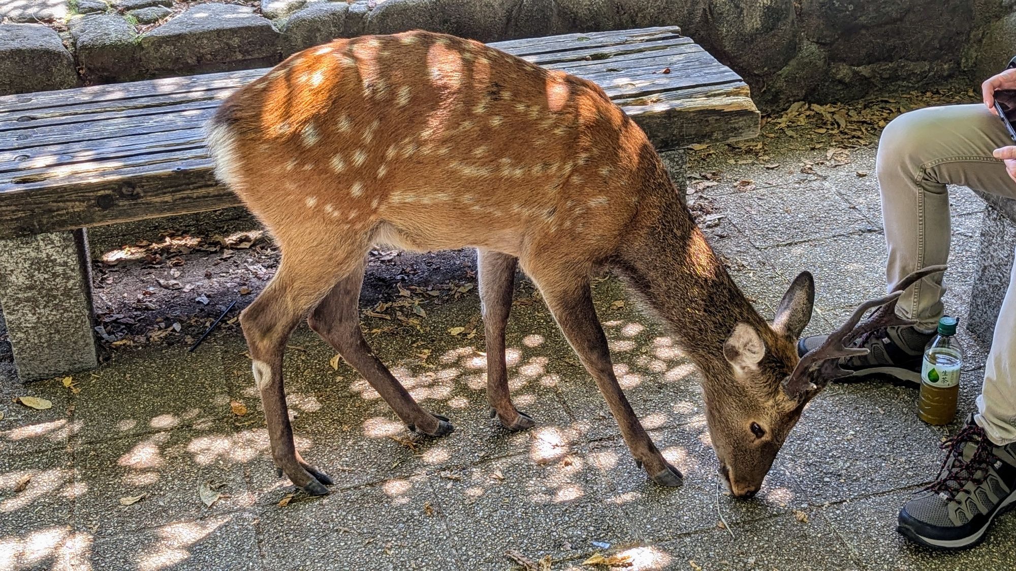 The nihonjika (Japanese deer) on Itsukushima are used to living among humans, and wander among them without much care. One should still be cautious with them because they are wild animals that are food-motivated, territorial, and will attack if provoked. That said, the nihonjika of Itsukushima and Nara can be approached carefully and interacted with gently. Just make sure you don't have food on you.

This buck approached my friend looking for something to eat.