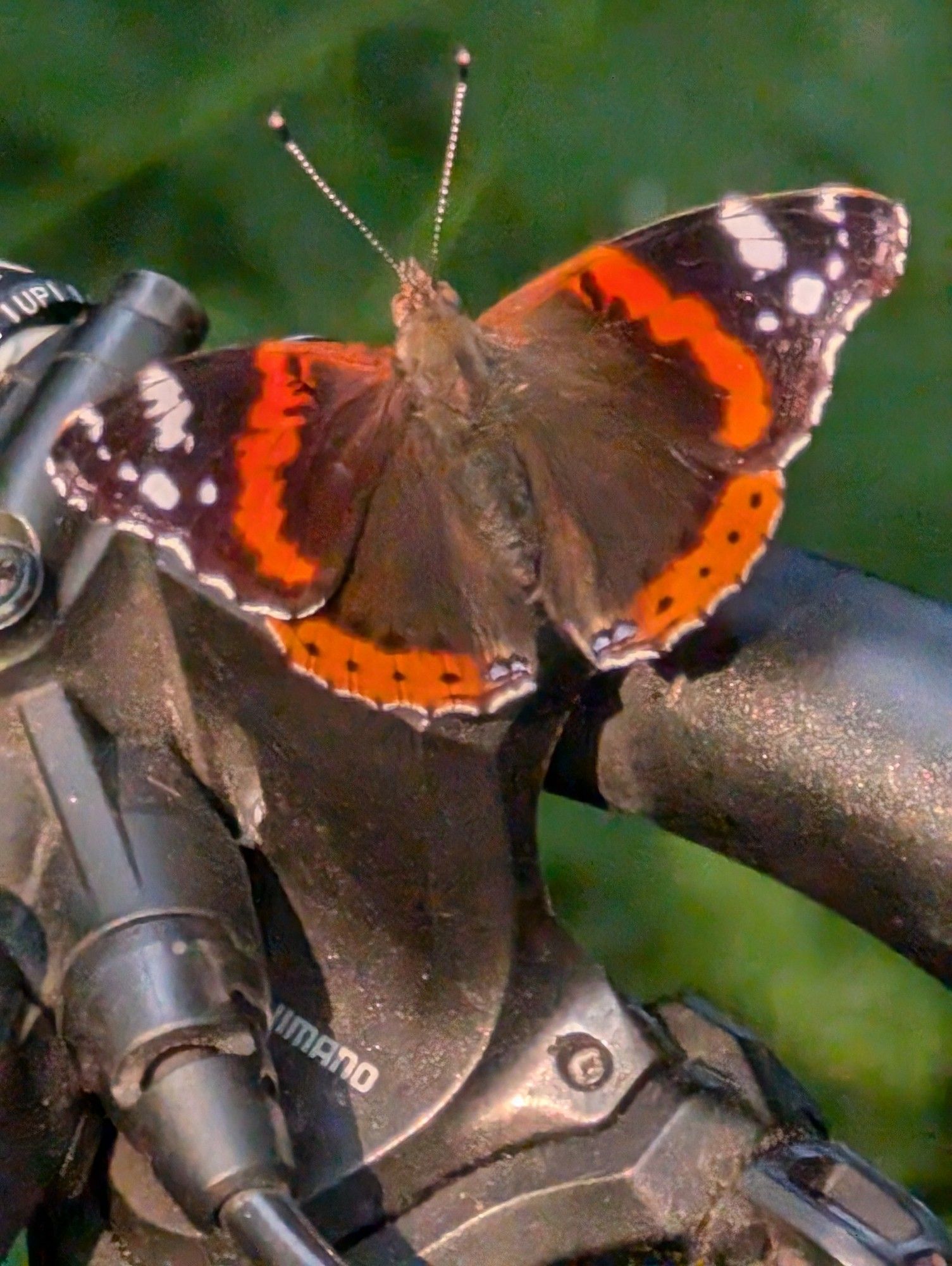 Ein Schmetterling auf meinem Lenker