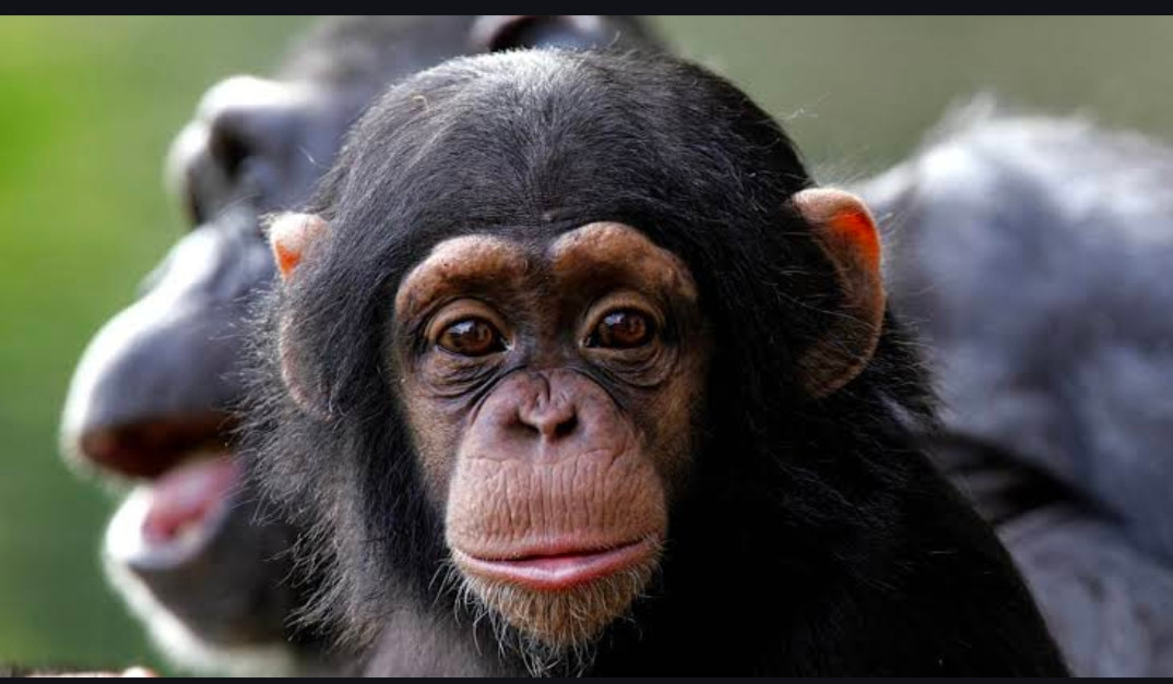 A. Chimpanzee with a perplexed but sympathetic look on his face.