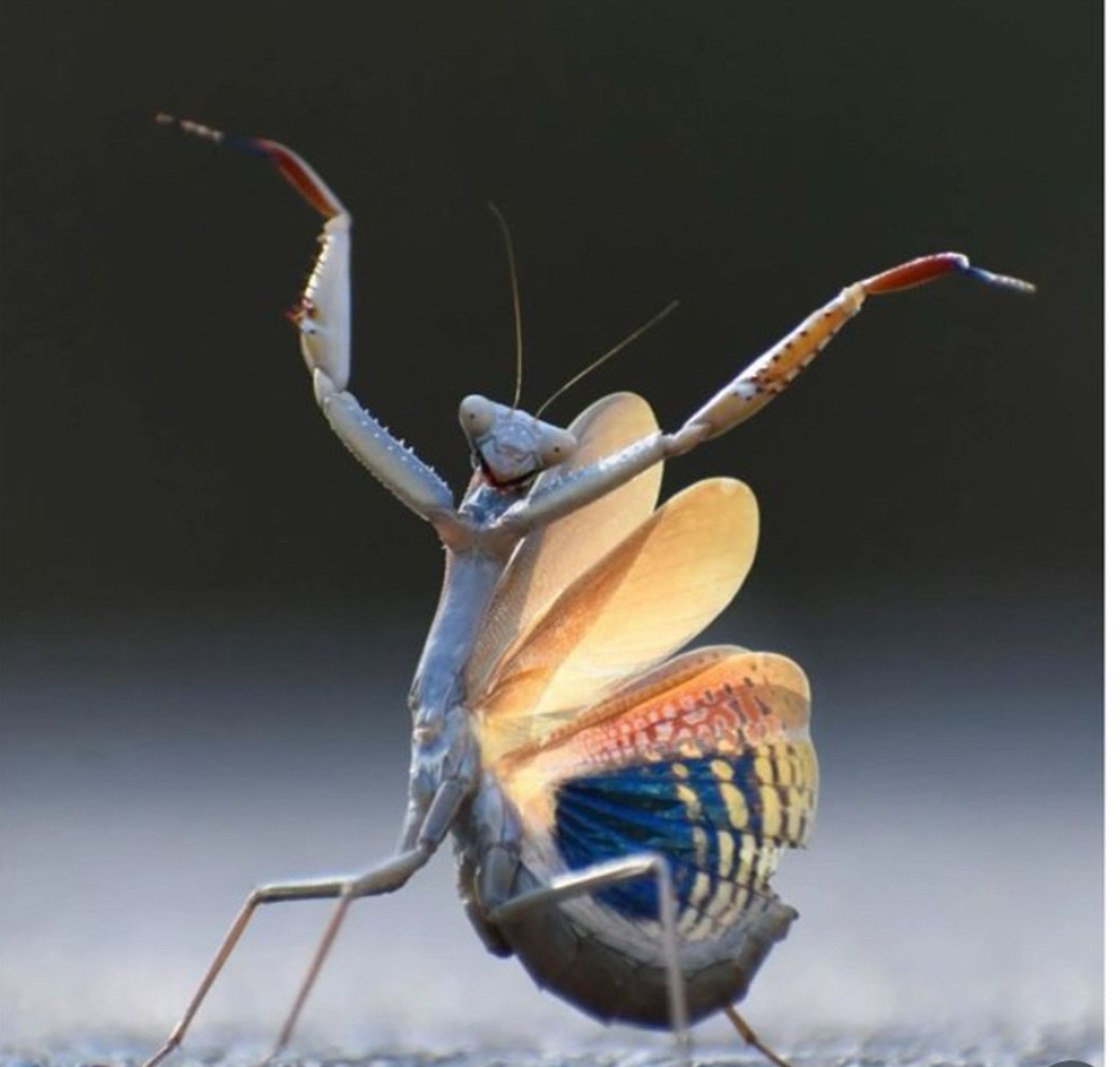 Some sort of preying mantis type insect with its arms stretched towards the sky in a dramatic gesture