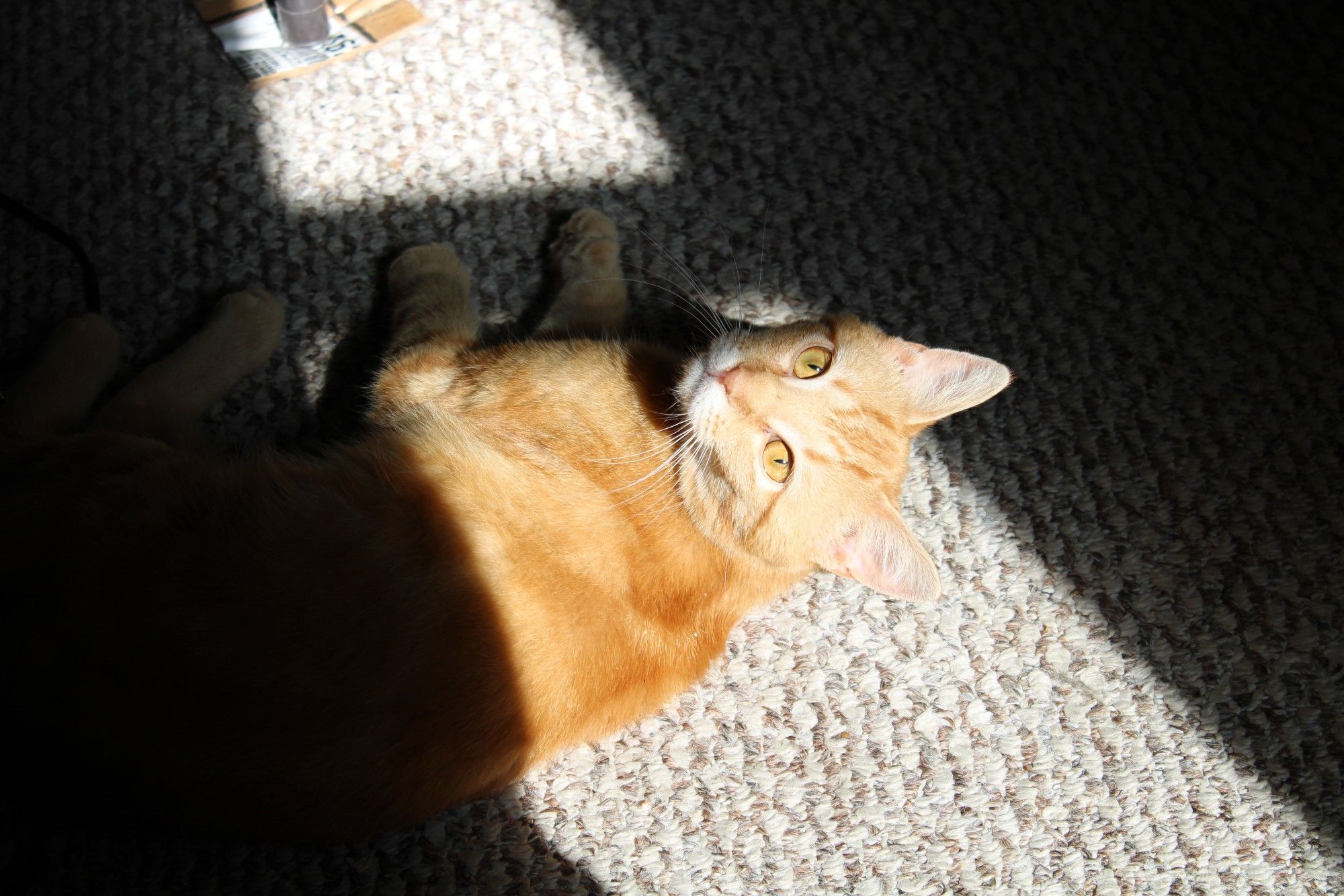 Orange cat in a sunbeam