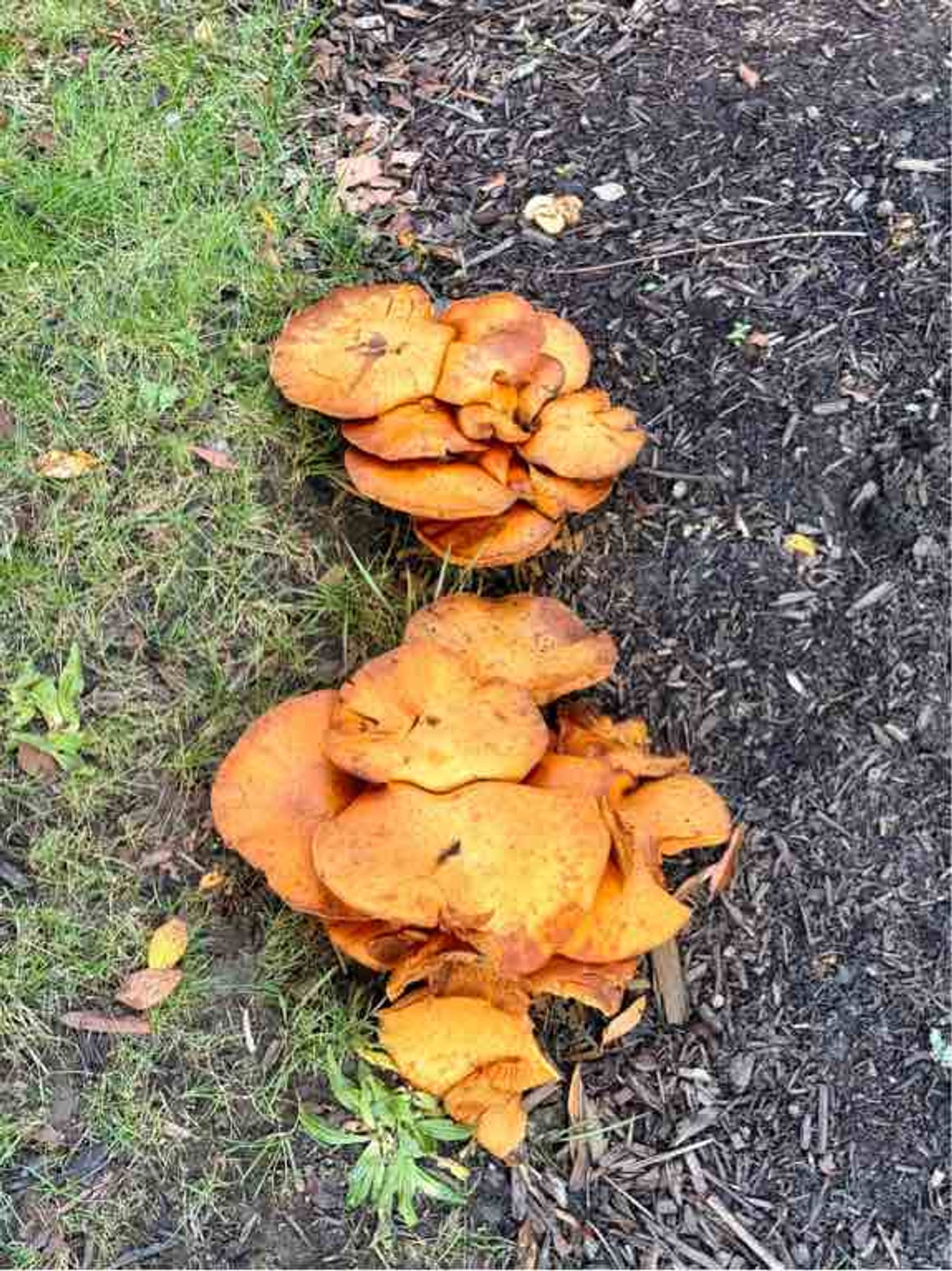 Two clusters of mushrooms growing between the mulch and grass