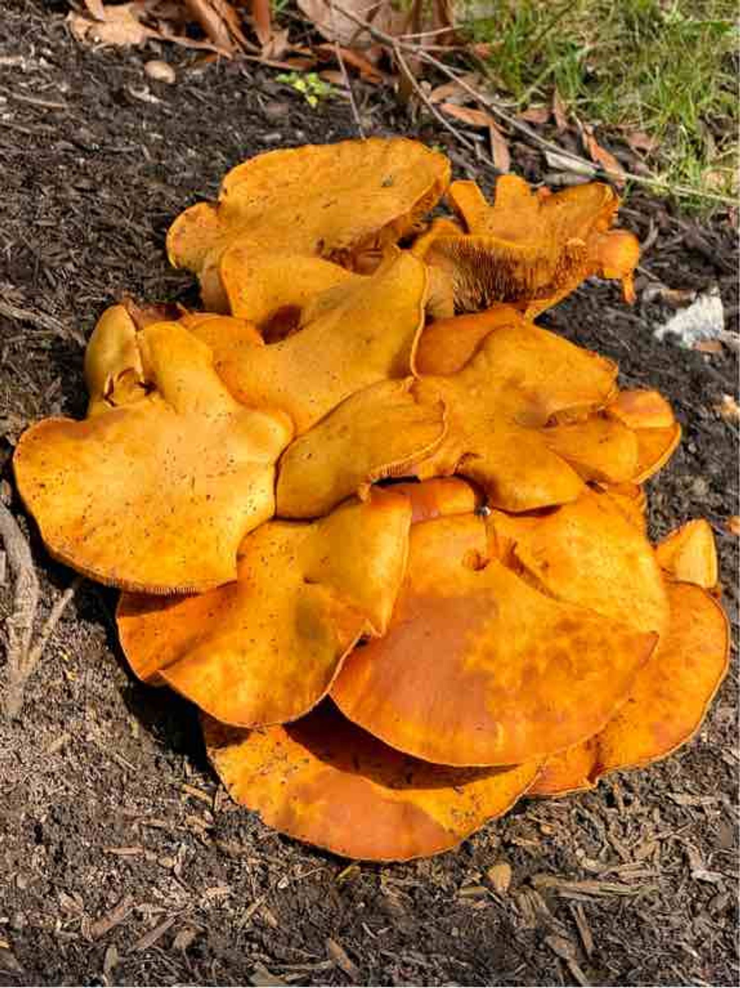 A close up on a cluster of yellow-gold mushrooms