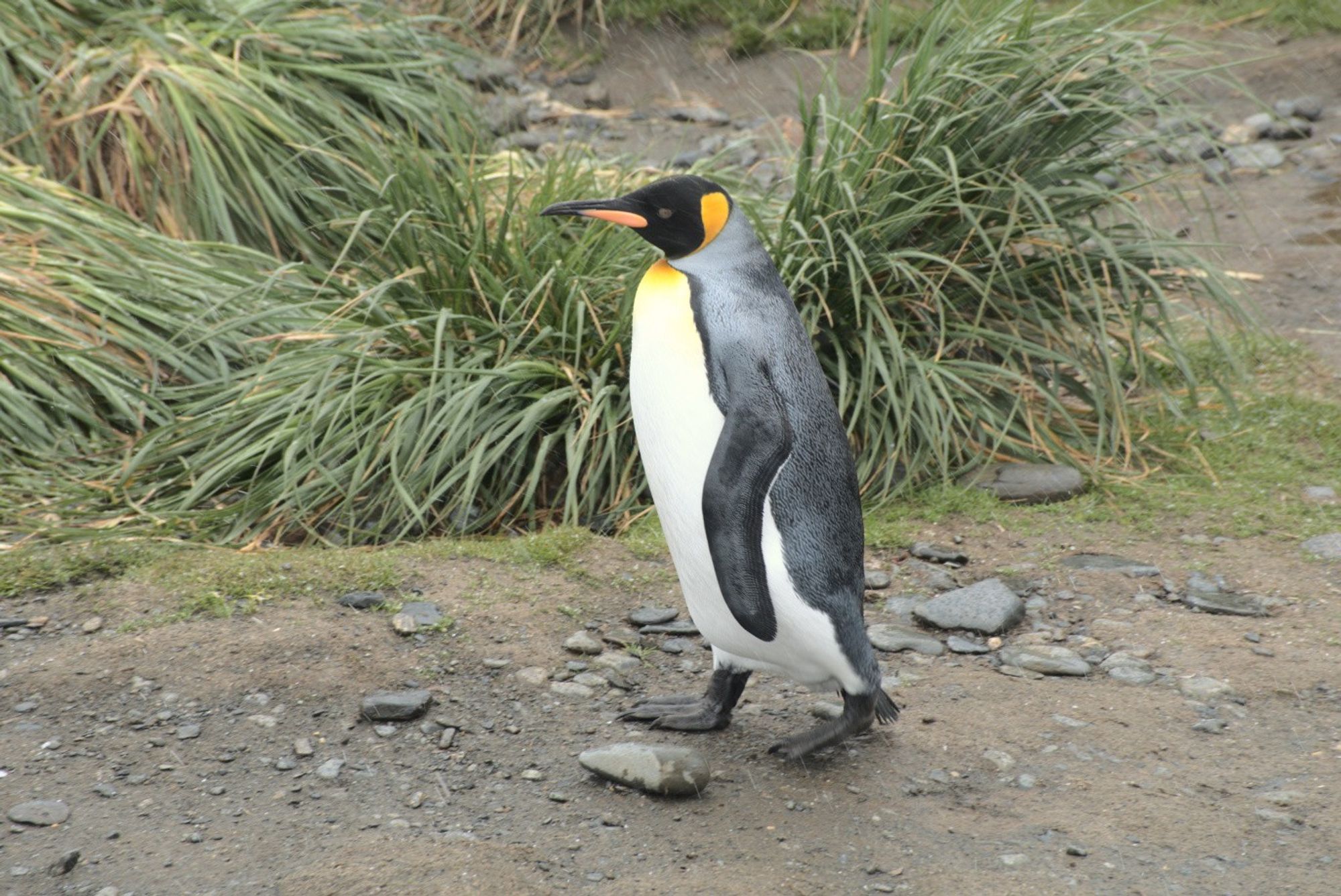 King penguin walking right to left on South Georgia. Behind is some tussac, a kind ot tussock grass.