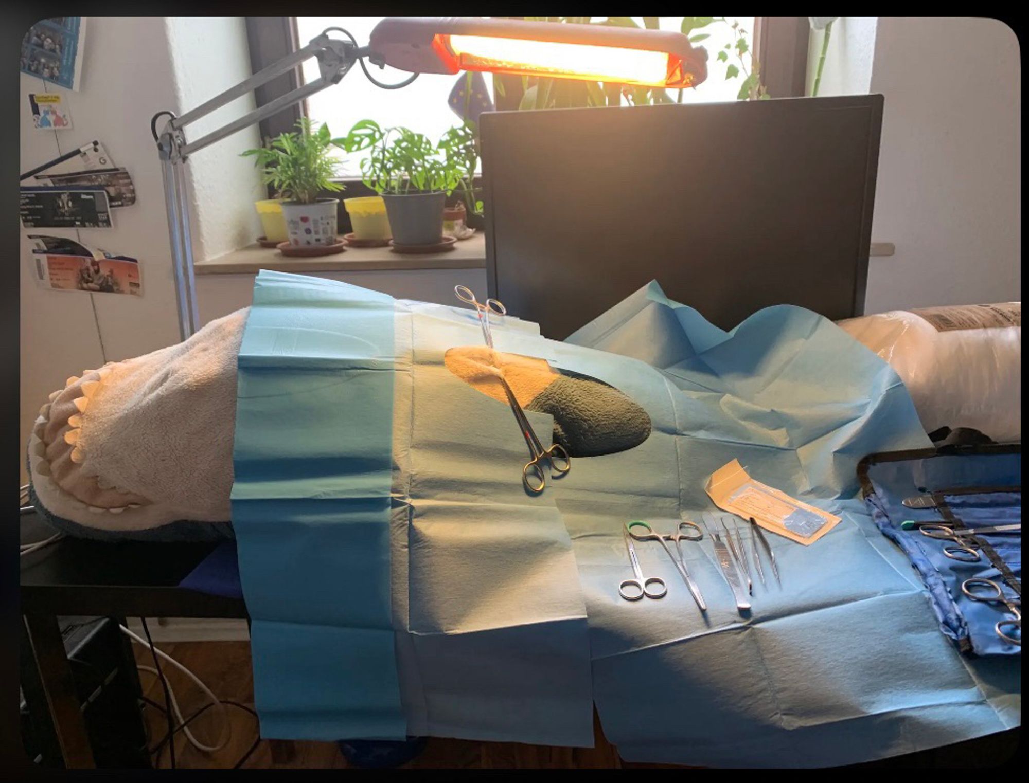 A picture of my desk. It’s standing in front of a window with lots of plants, on the left side of the window there’s some postcards and concert tickets on the wall. On the desk there’s a black PC-Screen, and a glowing desk lamp.
A Blåhaj is laying under the lamp, partially covered in blue sterile drapes. Two clamps hold open a incision on her lower belly down to her cloaka. On the sterile drapes, there’s also scissors, needle holder, pincers, a scalpel and sortieing material. On the right side of the picture, you can see another stemmet of surgical tools in a blue casing, and a bag of additional plushie stuffing material.