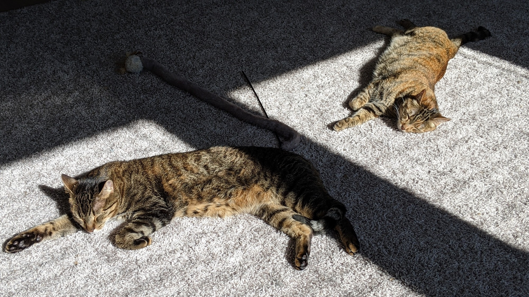 Two cats, sprawled out on the carpet next to each other, basking in the sunlight