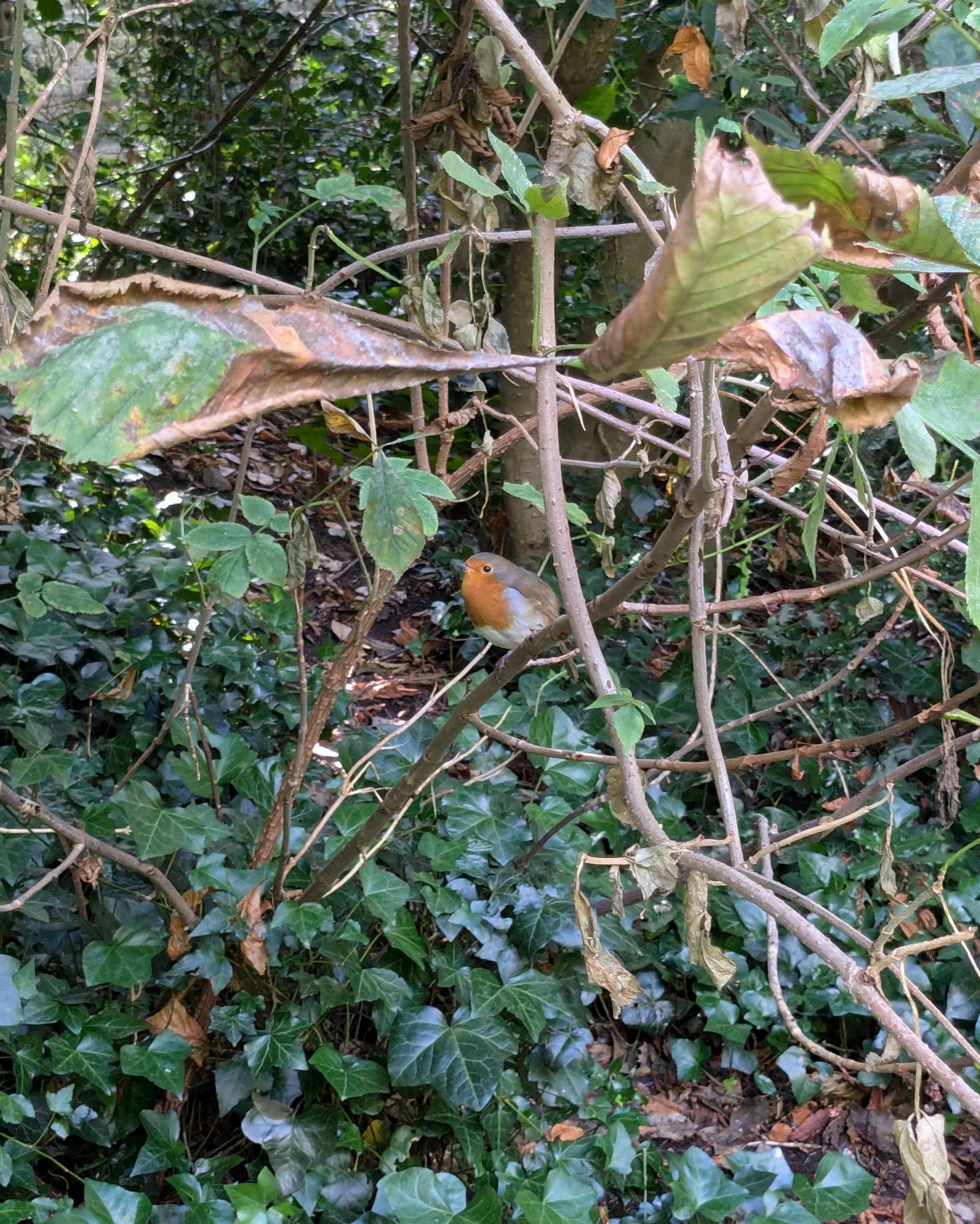 a robin sitting on a branch in a leafy park, surrounded by ivy