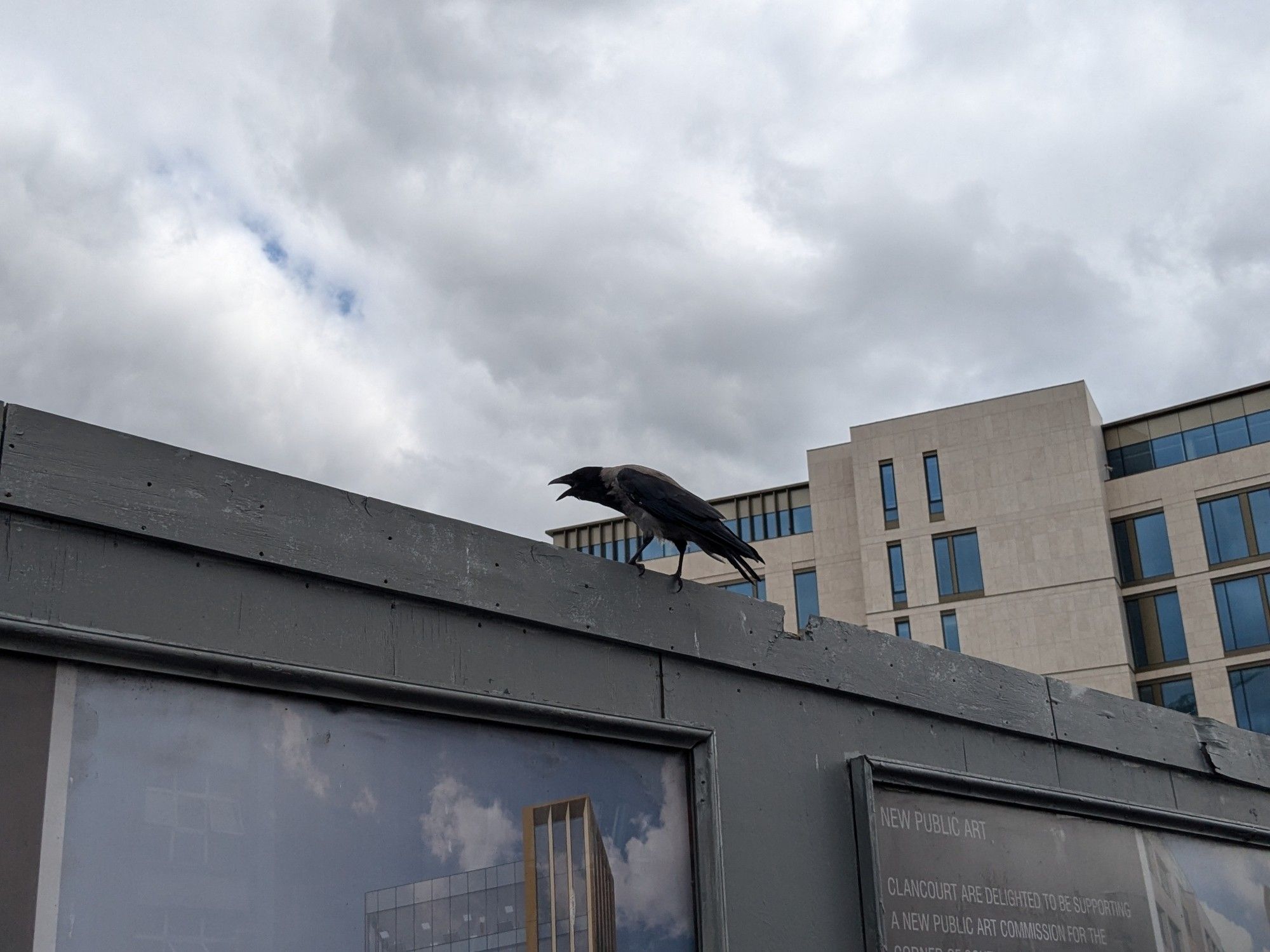 The same crow, cawing. A little streak of blue is now visible in the clouds.