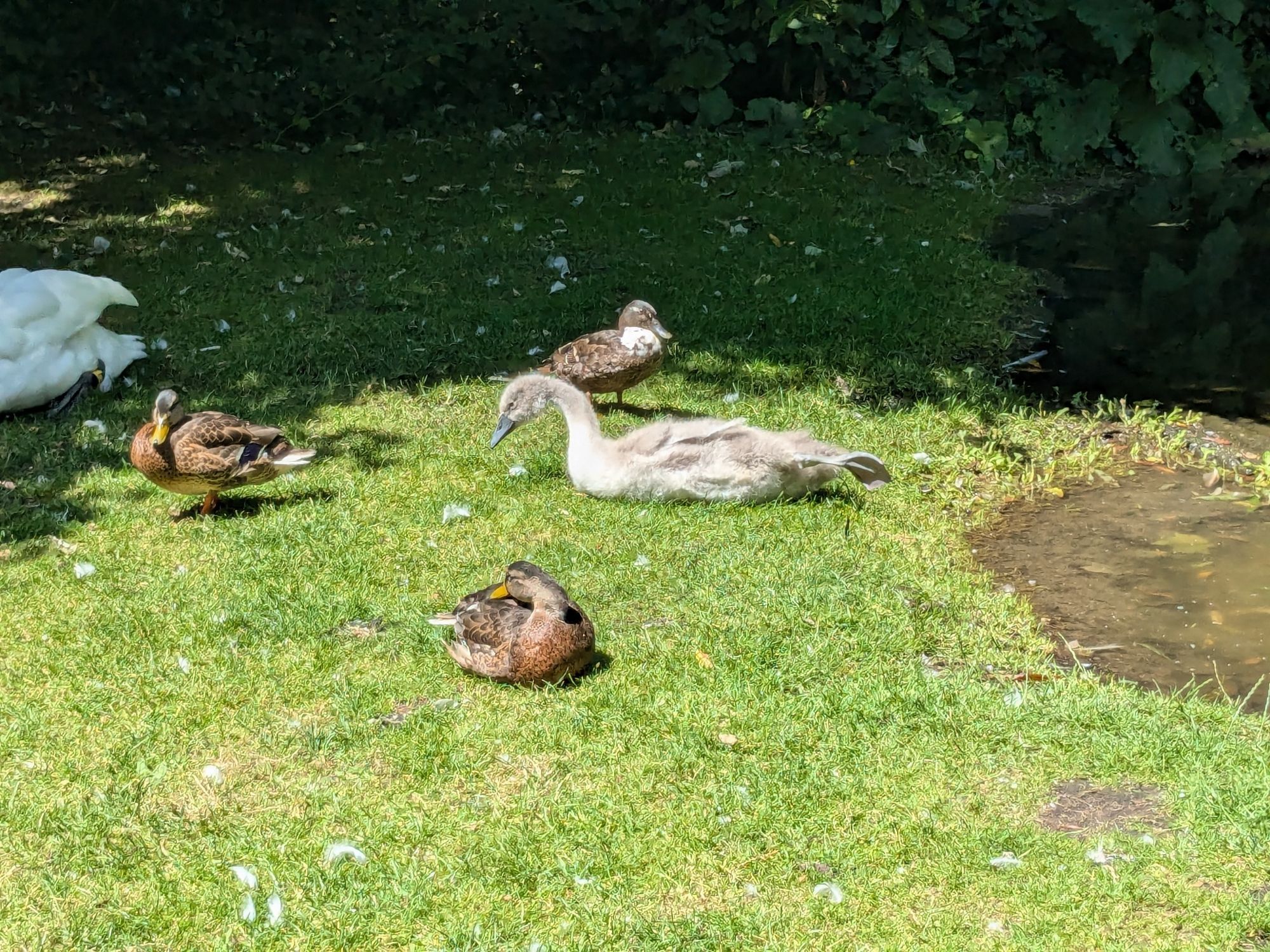 cygnet (baby swan) stretching the in the sunshine, while beside some ducks by a pond. The mother swan can just be seen off to the side.