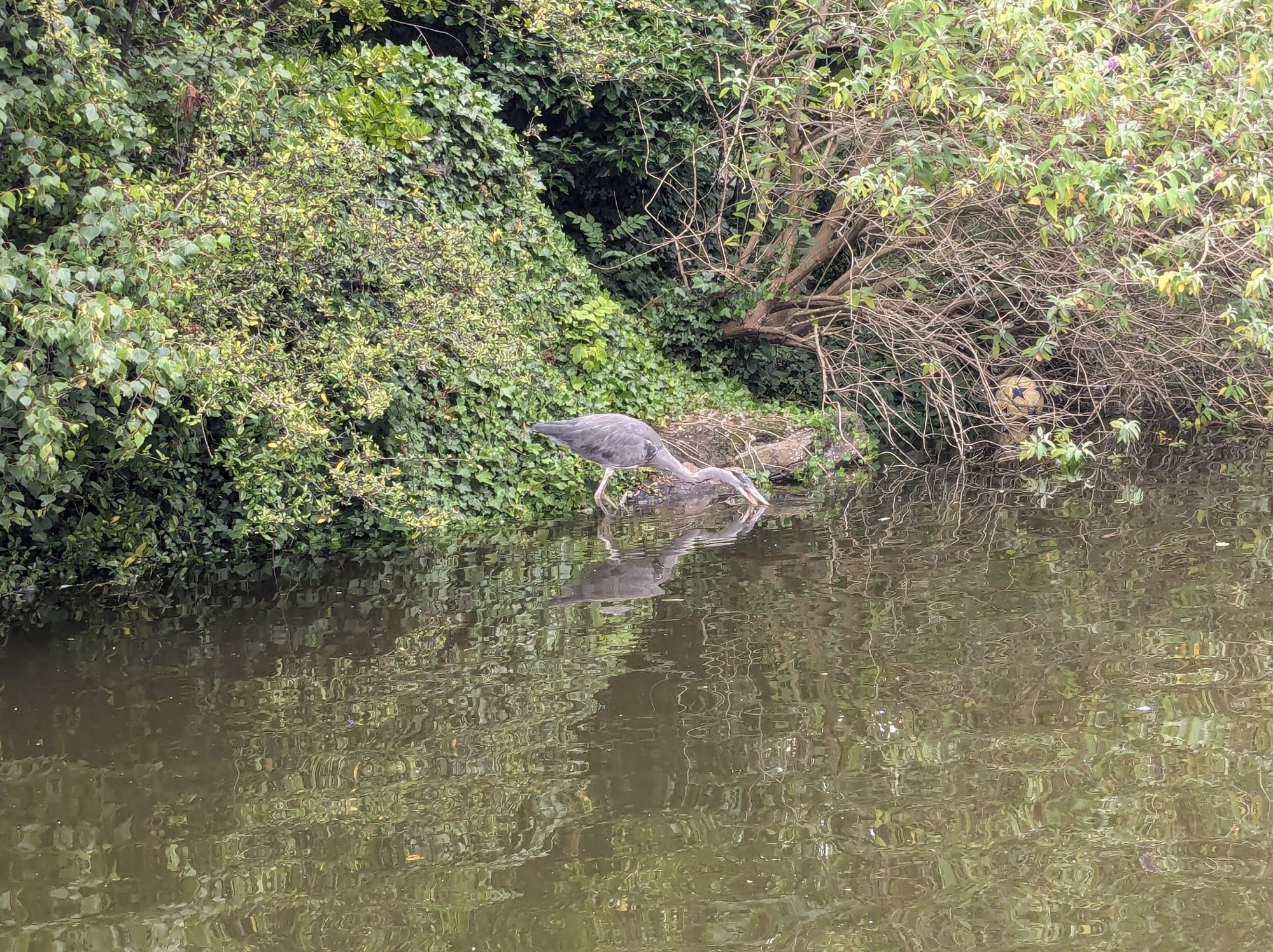 young heron with beak open and in the water attempting to grab some food, with reflection visible in water and green foliage behind