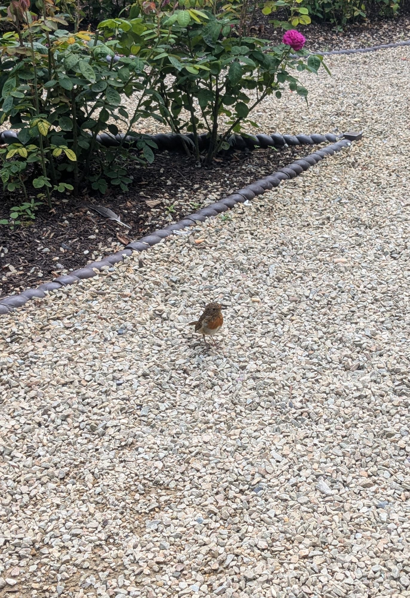 the same young robin looking off to the right, with flowers visible behind them