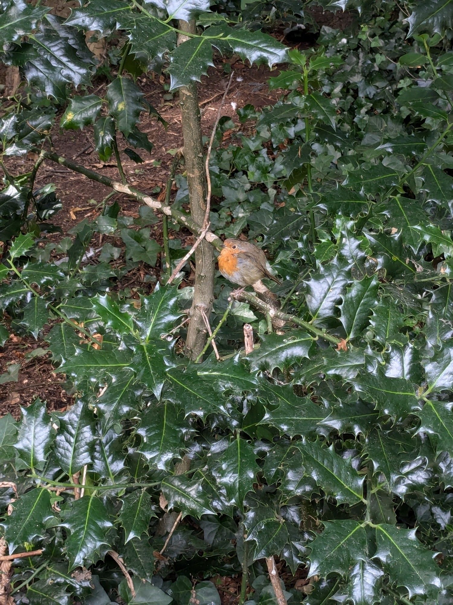 a very round robin, young I believe, sitting on a branch over some holly leaves in a park.