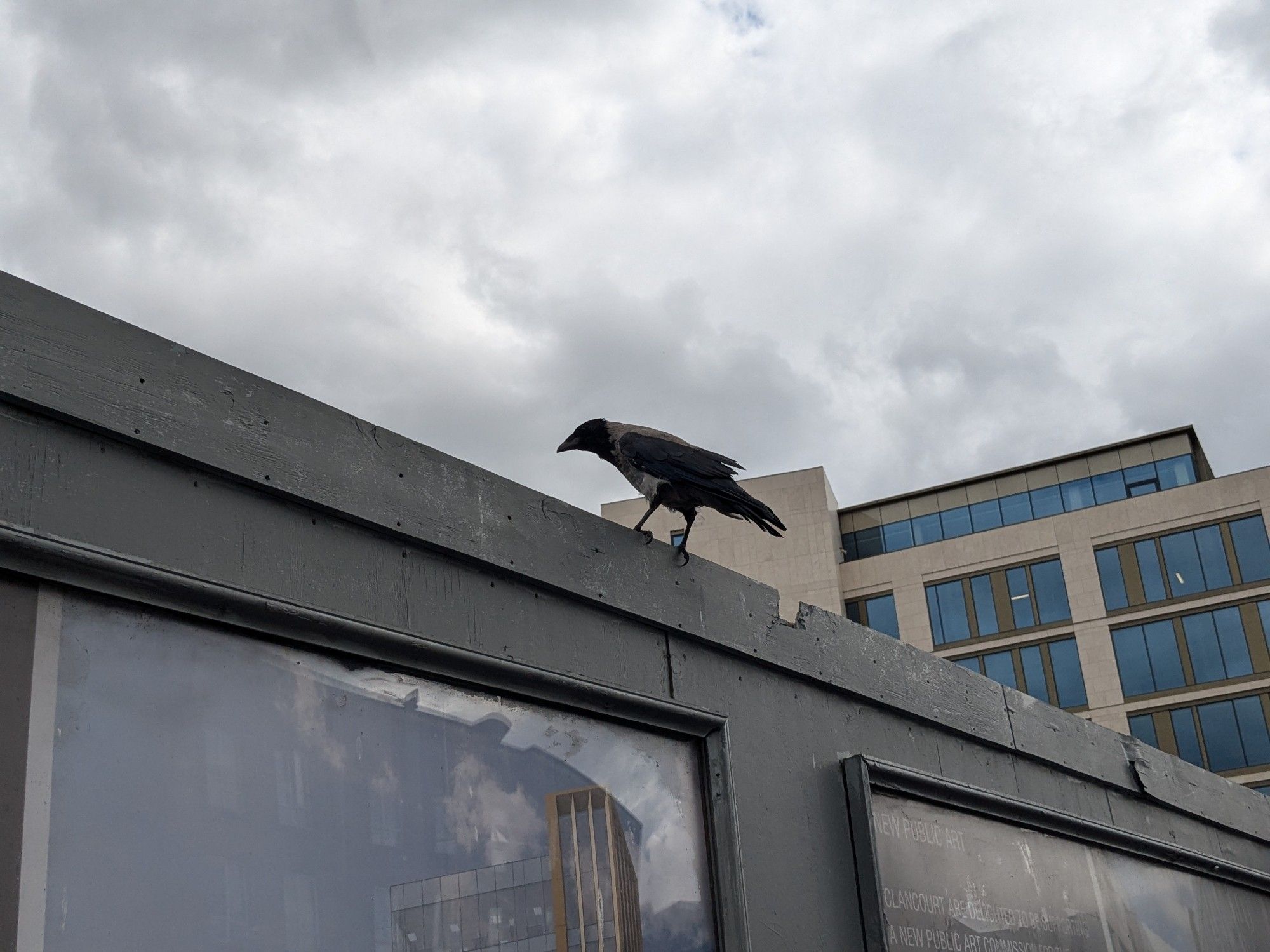 A hooded crow perched on a wall, with an office building and grey clouds visible in the sky above.