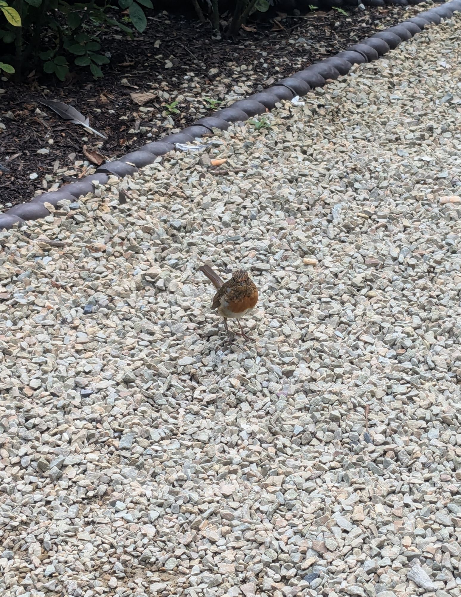 a young robin with yellow markings stands looking at the camera on some pebbles