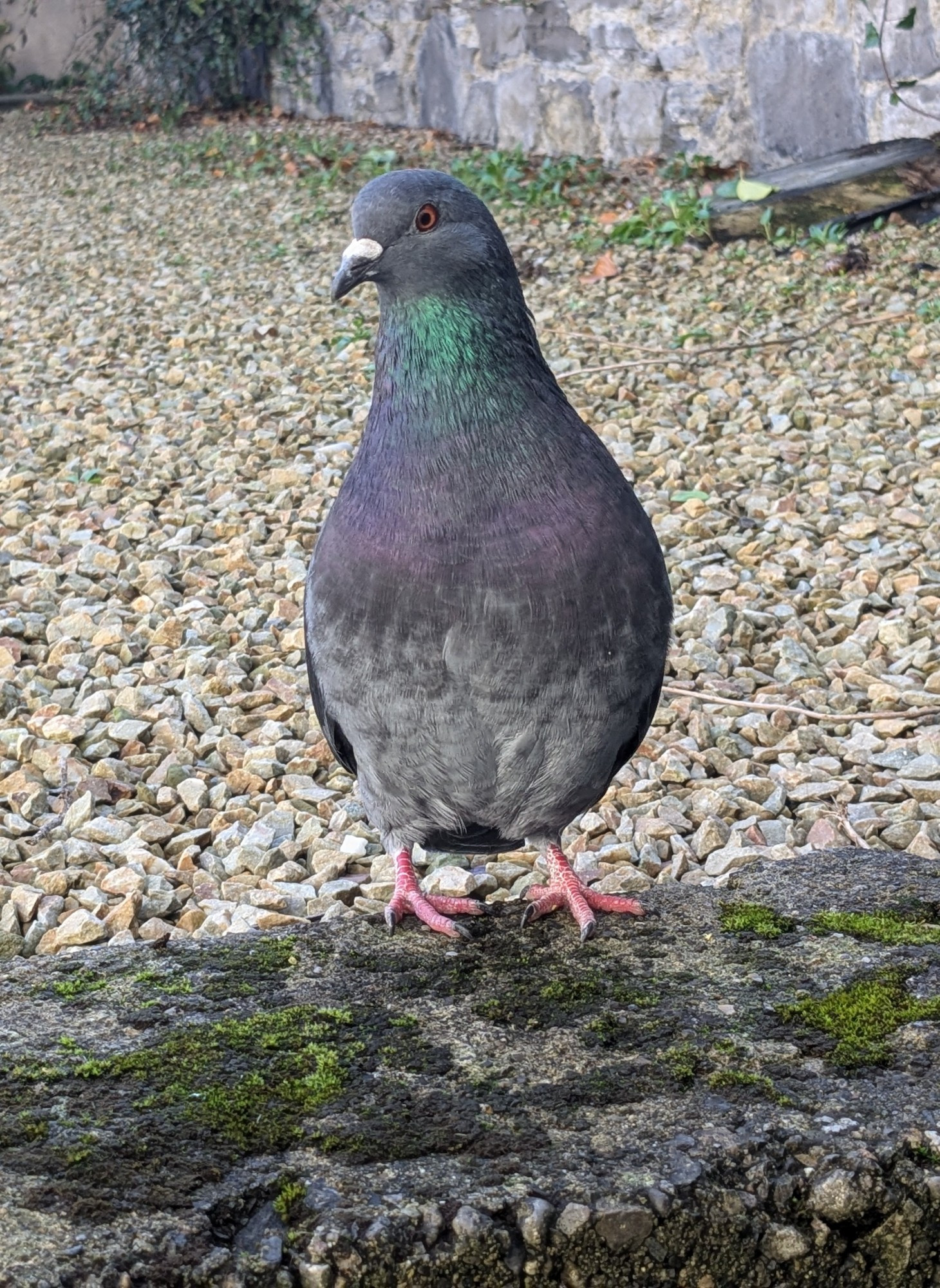 feral pigeon, standing on the edge of a mossy ledge in a back garden. Their chest feathers have a green-purple gradient.