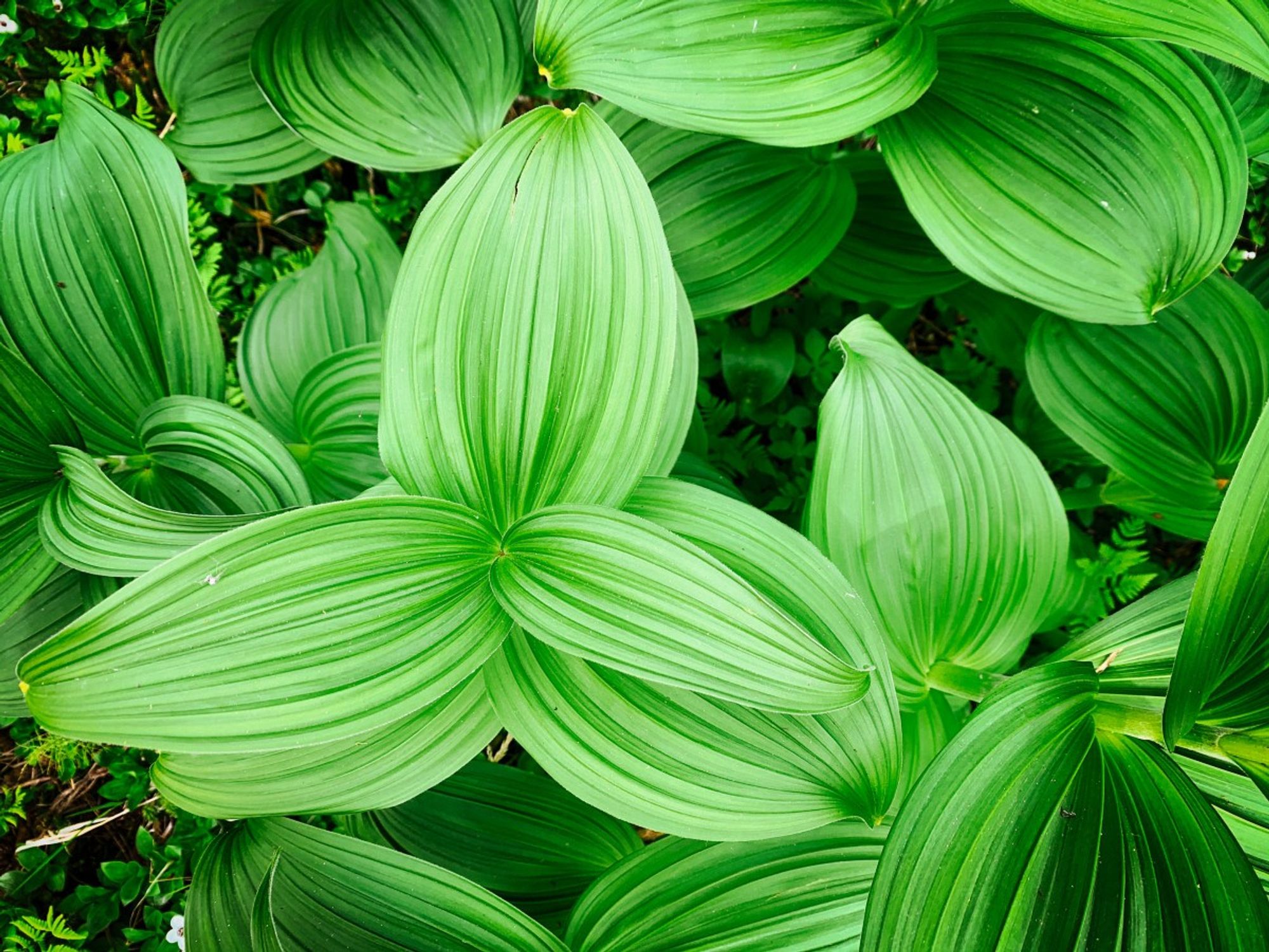 False Hellebore (Veratrum viride), also known as Indian Poke. Do not eat! Of the Plantain Lilies class.