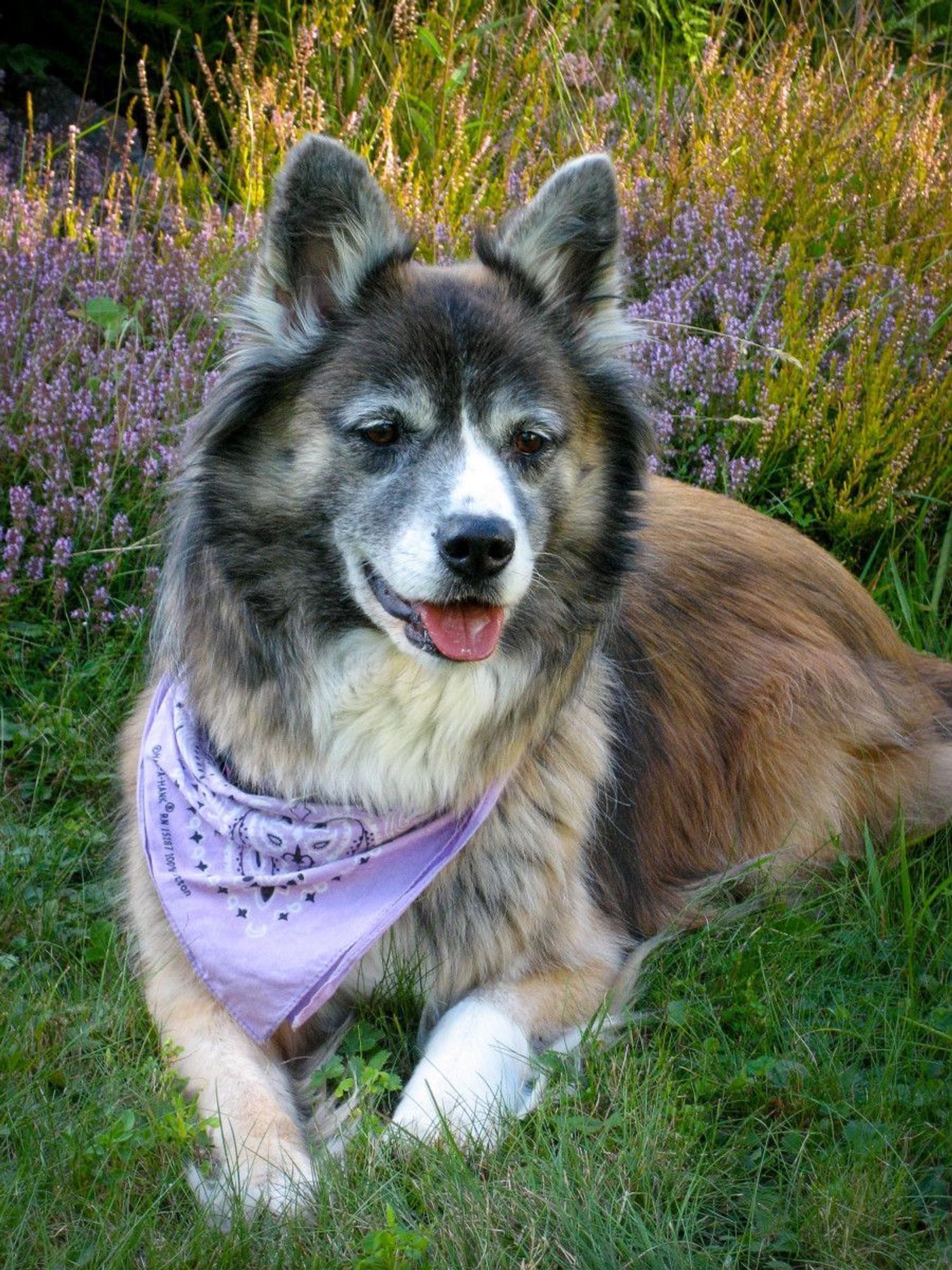 Totem, a Border Collie/Akita mix, smiles in a dashing purple bandana in a field of lavender 