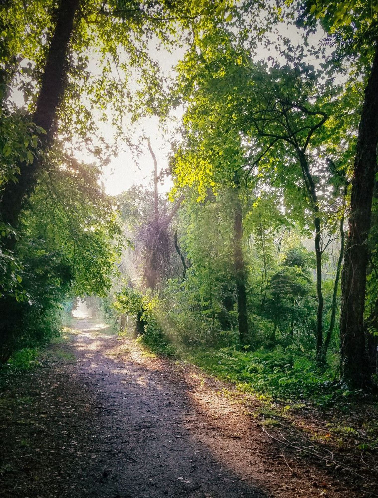 This photograph captures the enchantment of nature at dawn. Soft morning light filters through green foliage, casting a glow on the dirt path ahead. Vibrant colors and intricate details of trees and vegetation invite the viewer to embark on a tranquil journey down this secluded woodland trail. 