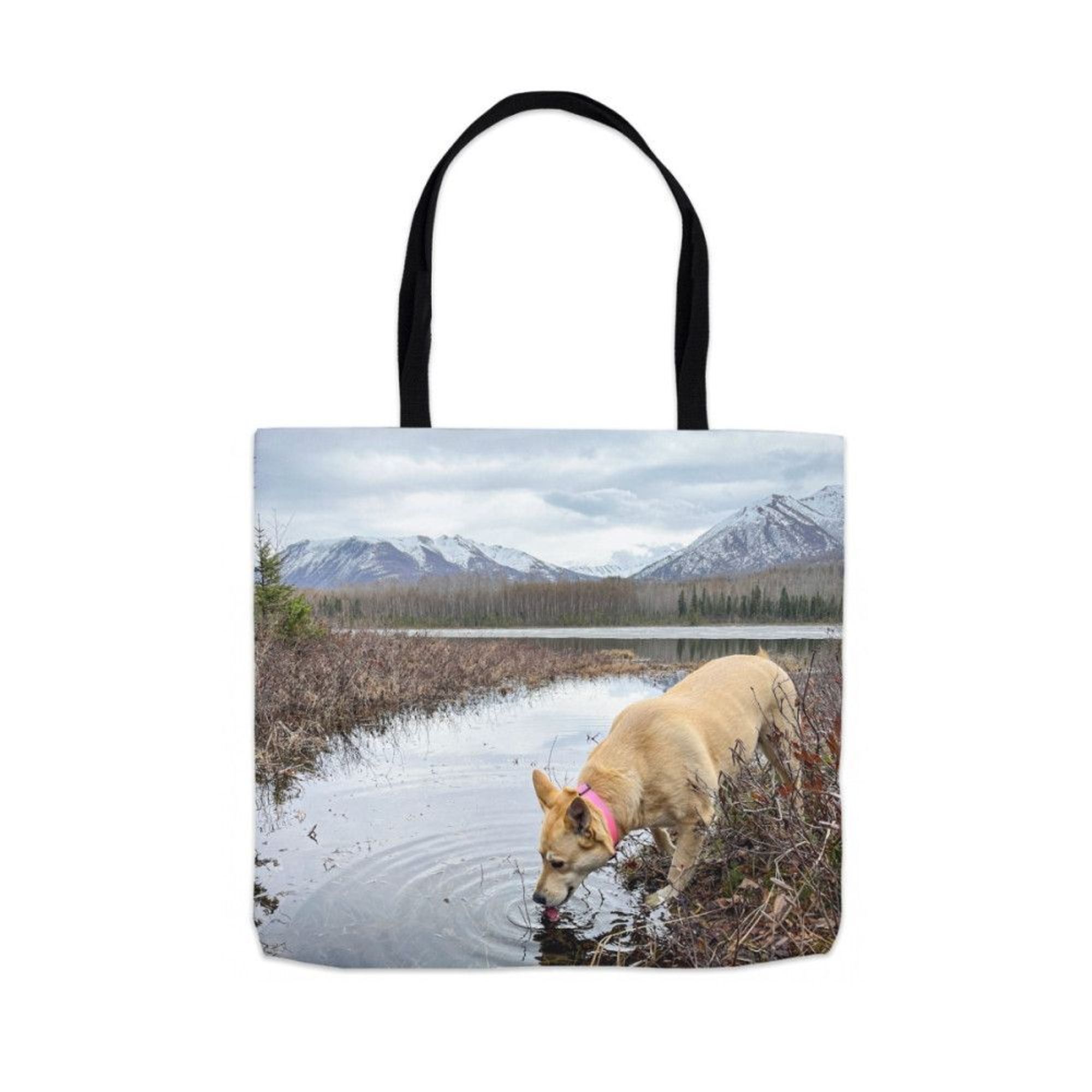 A typical Alaskan dog, Daisy plays hard in the outdoors and gets a drink from whatever she finds on the trail