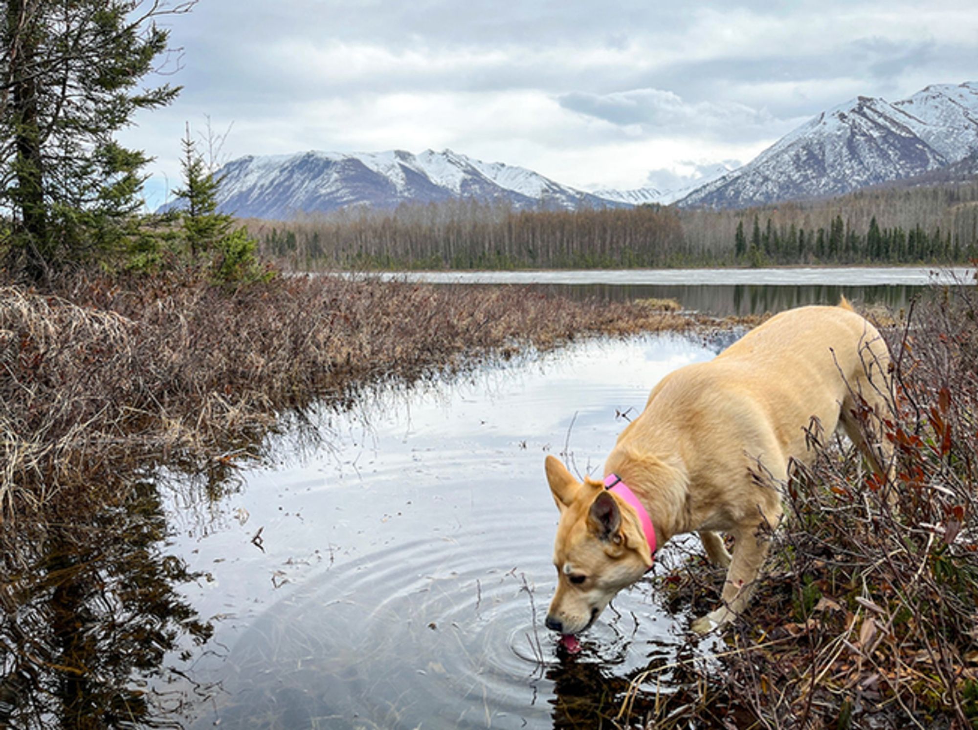 A typical Alaskan dog, Daisy plays hard in the outdoors and gets a drink from whatever she finds on the trail