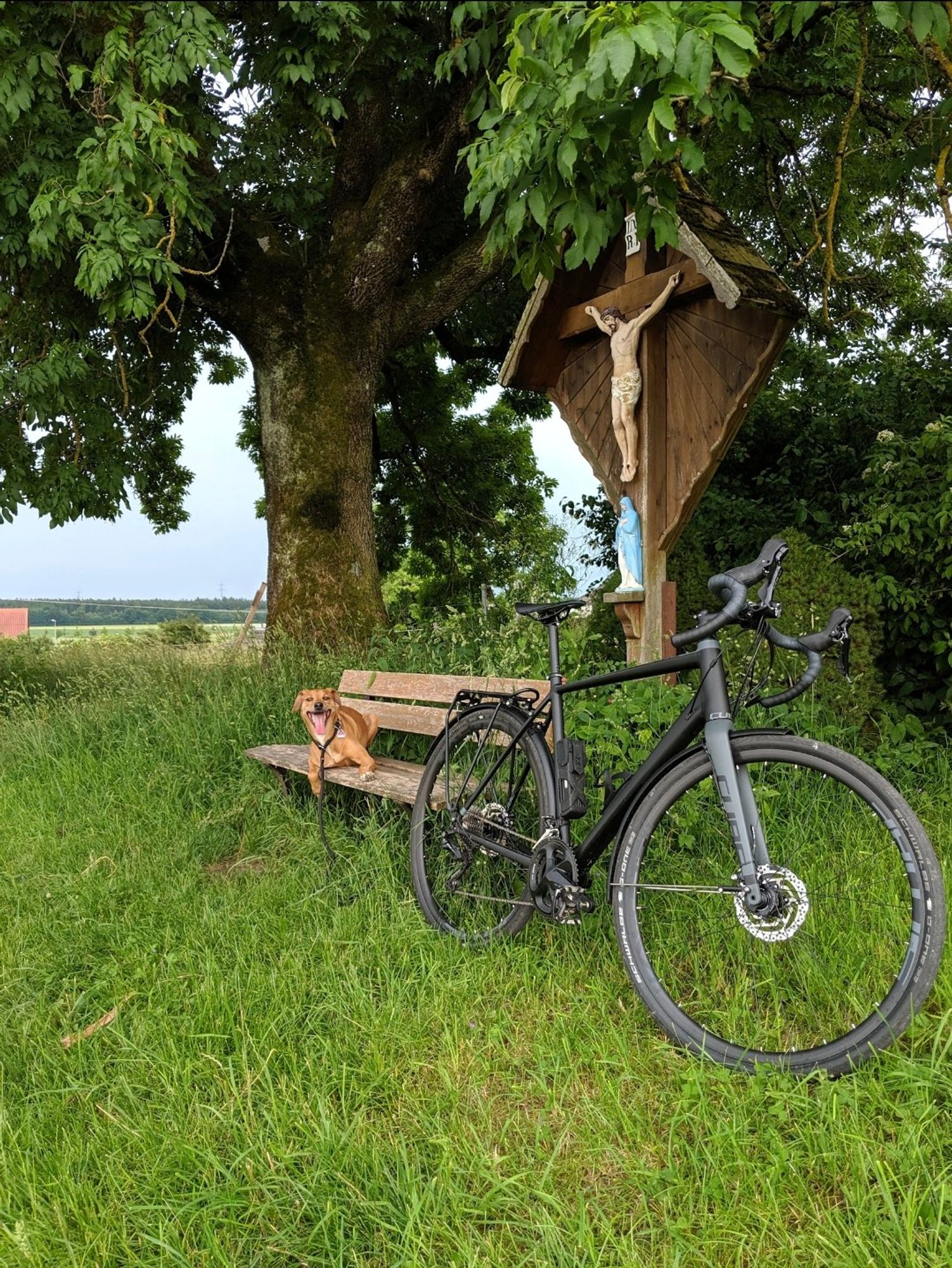 Gravelbike mit braunem Mischlingshund