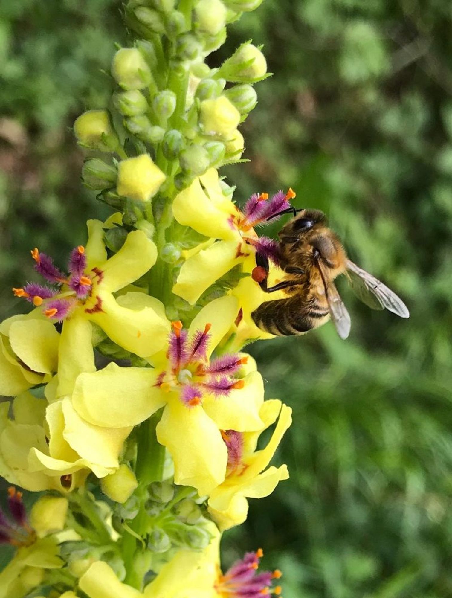 Generated Alttext: The image features a close-up of a bee on yellow flowers with intricate purple and orange centers. The bee's wings are semi-transparent and it seems to be collecting pollen. The yellow flowers are arranged vertically on a green stem, with each flower having four petals. The background is softly blurred with hues of green, suggesting a natural, outdoor setting.