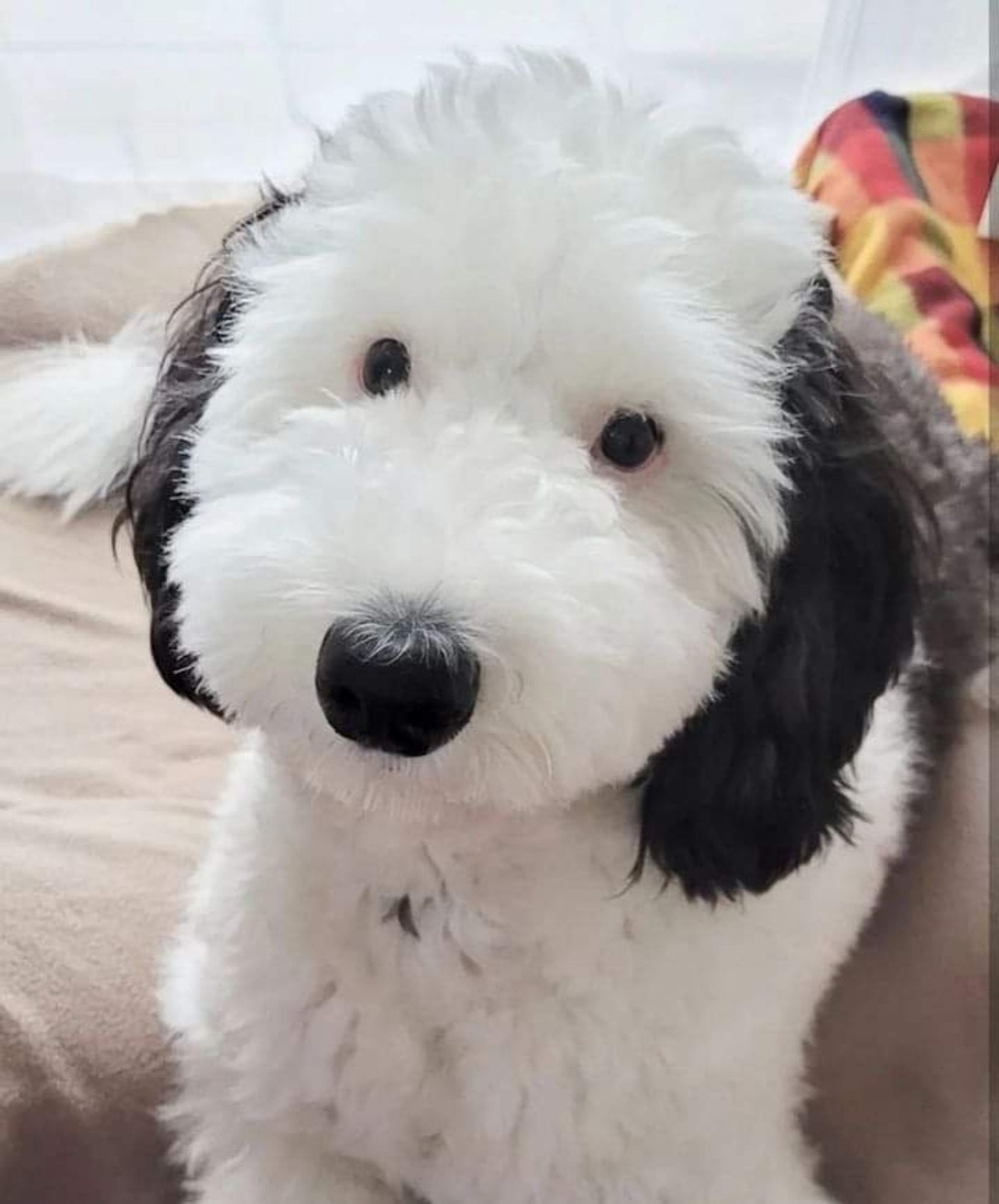 cachorro olhando meio de lado peludinho branco com o nariz e as orelhas pretas parecendo o Snoopy