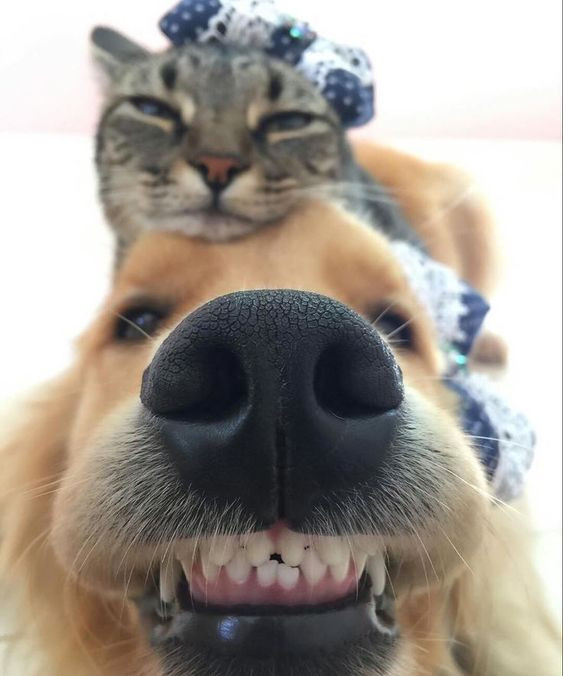 rostinho de um cachorro da raça golden retriever sorridente e sobre a cabeça dele o rostinho de um gato cinza rajado sonolento