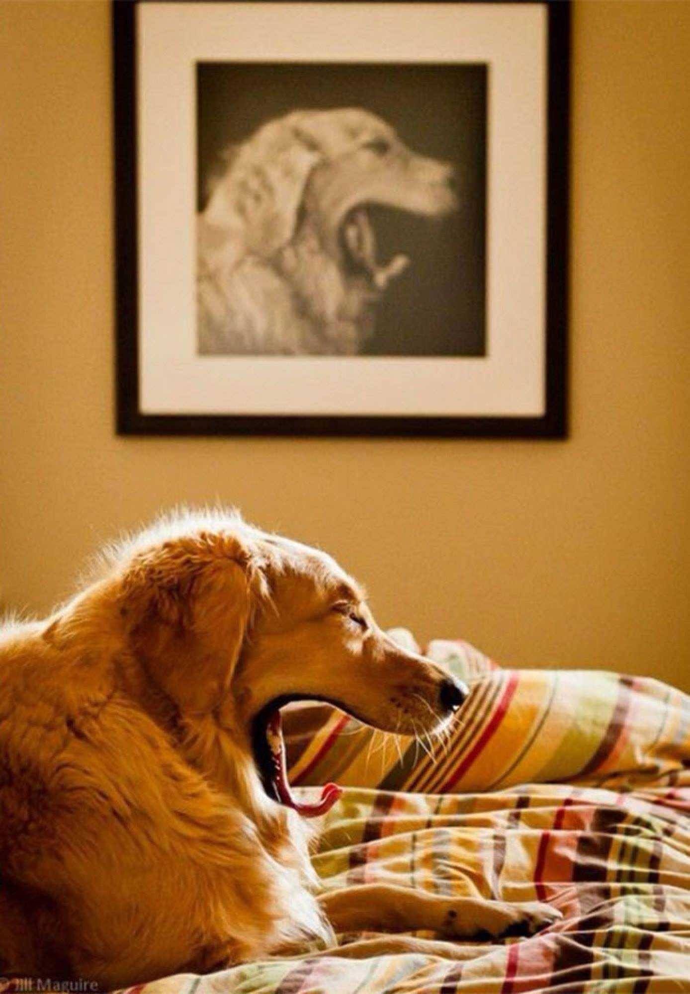 Foto de perfil de um cachorro da raça golden retriever deitado na cama bocejando com a bocona aberta e ao fundo um quadro na parede do mesmo cachorro de perfil bocejando com a bocona aberta