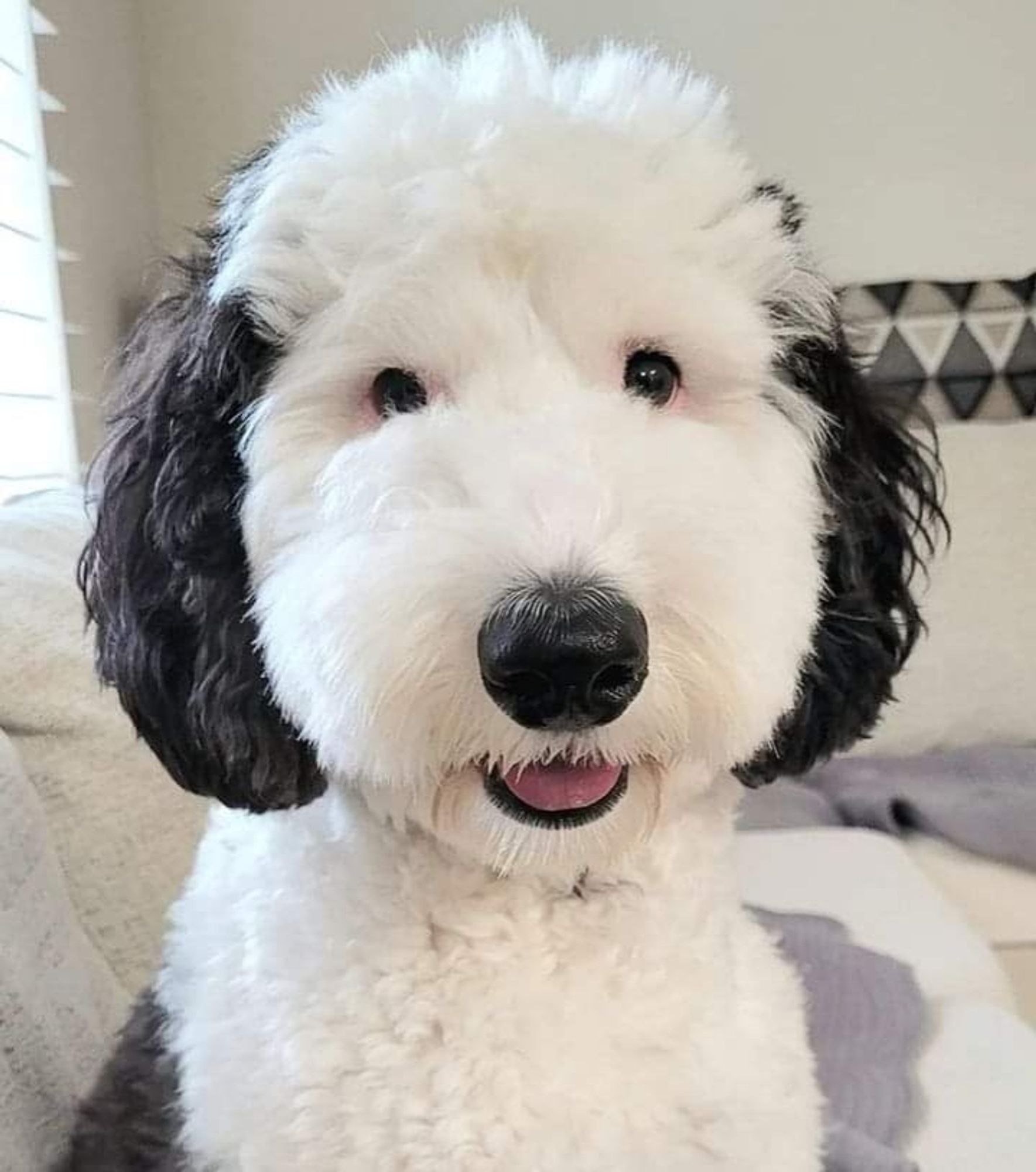 cachorro peludinho sorridente branco com o nariz e as orelhas pretas parecendo o Snoopy