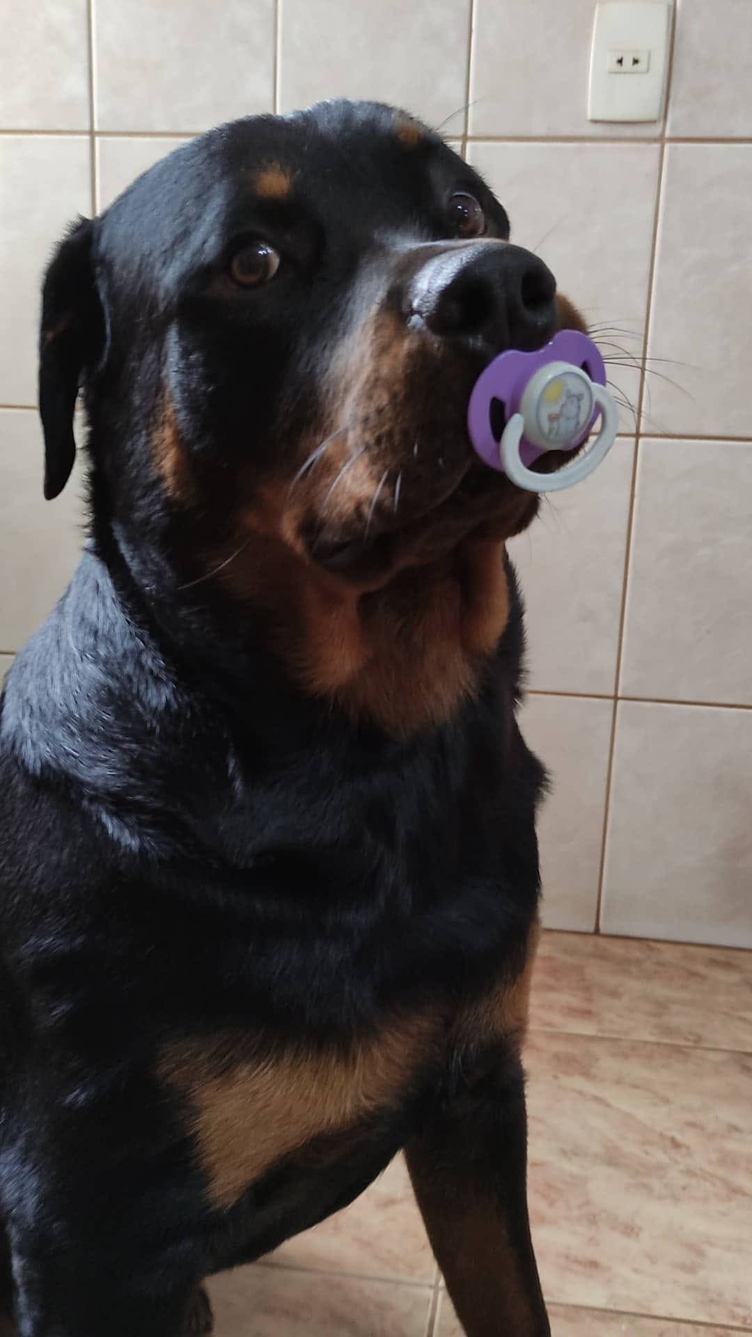 Cachorro enorme da raça rottweiler de perfil com cara de bebezão e chupando uma chupeta roxinha