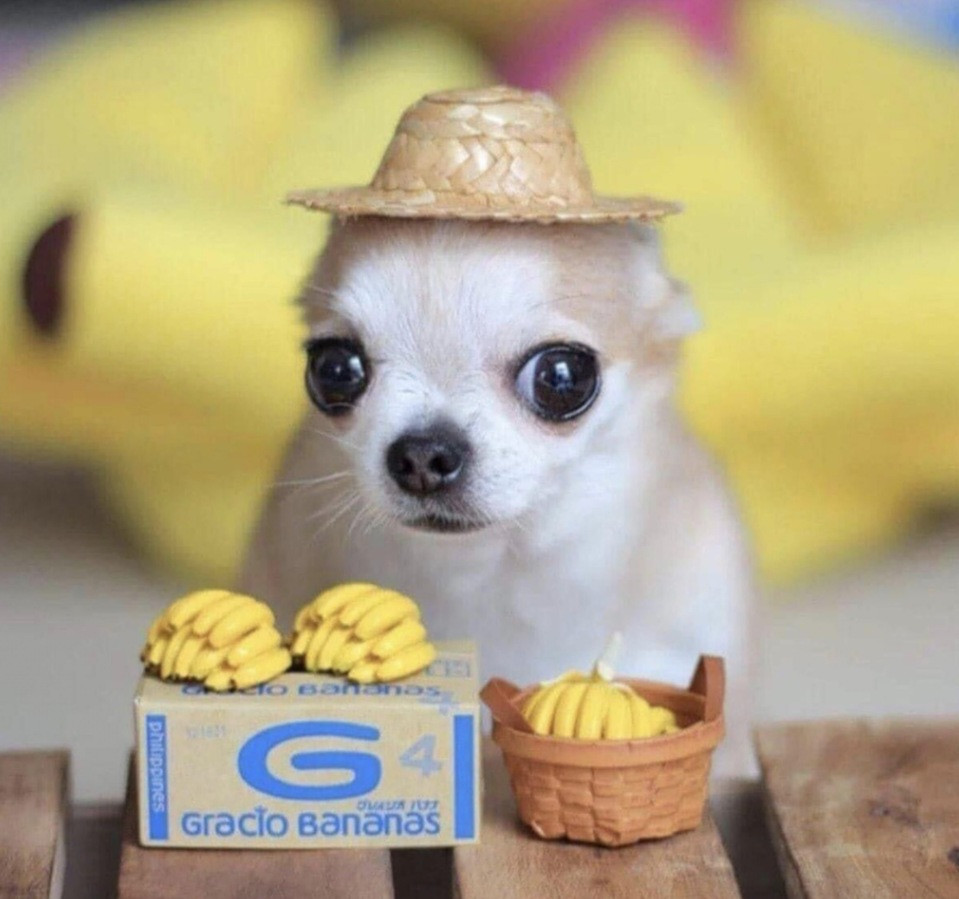 Cachorrinho pequeno cor de creme e zoiudo usando um chapéu de palha e na frente dele uma feira em miniatura com várias pencas de bananas em miniatura