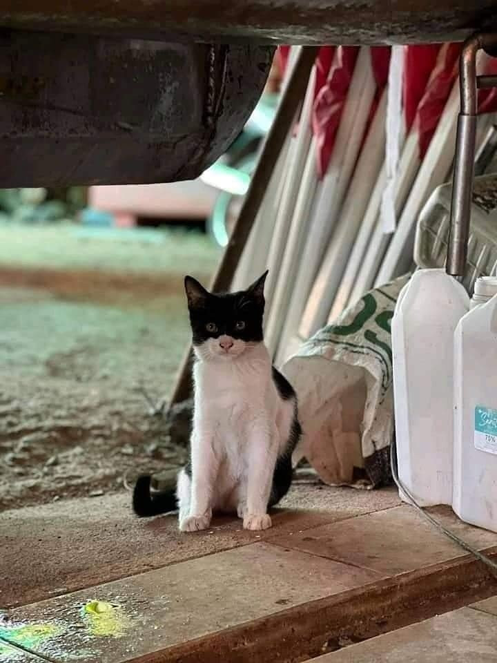 gato branco e preto com metade da cabeça preta como se fosse a máscara do Batman sentado olhando pra foto