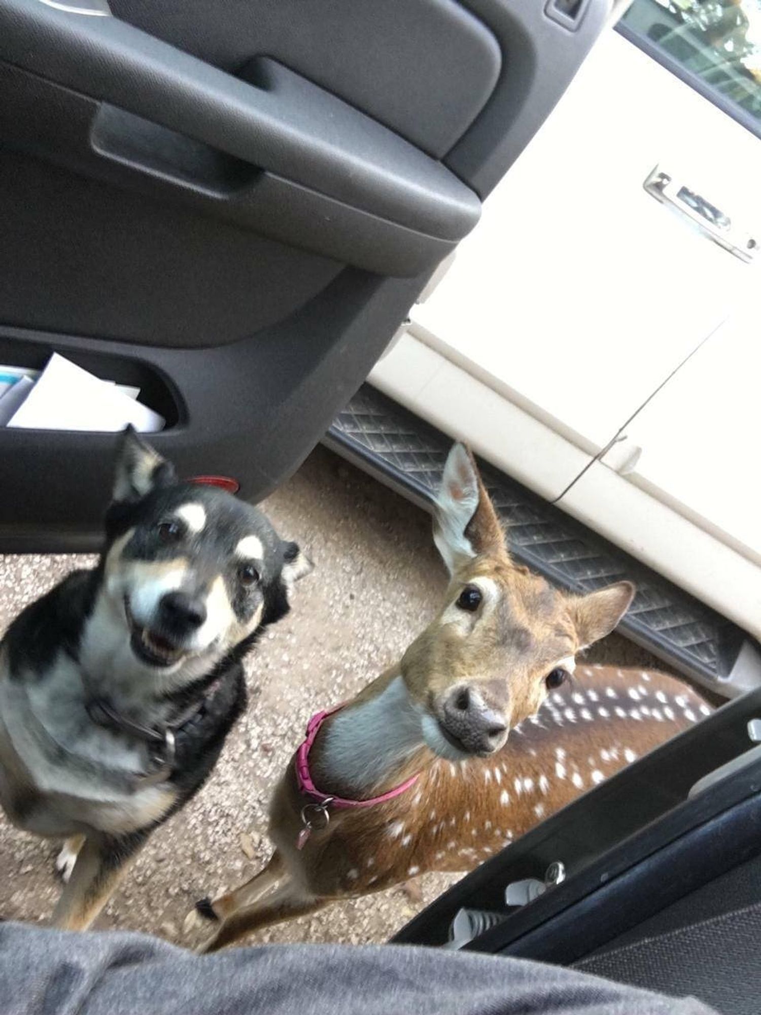 Foto de dentro do carro com a porta a berta e na frente da porta um cachorro preto e caramelo sorridente e ao lado dele um filhote de cervo