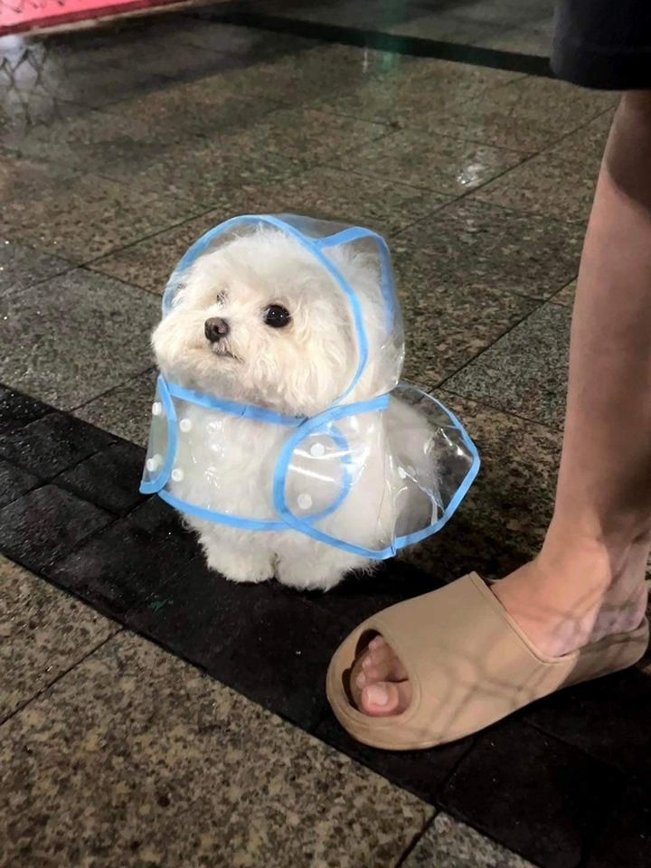 Cachorrinho branco peludinho usando uma capa de chuva transparente sentadinho na maior pose ao lado do pé do humano dele e olhando pra frente