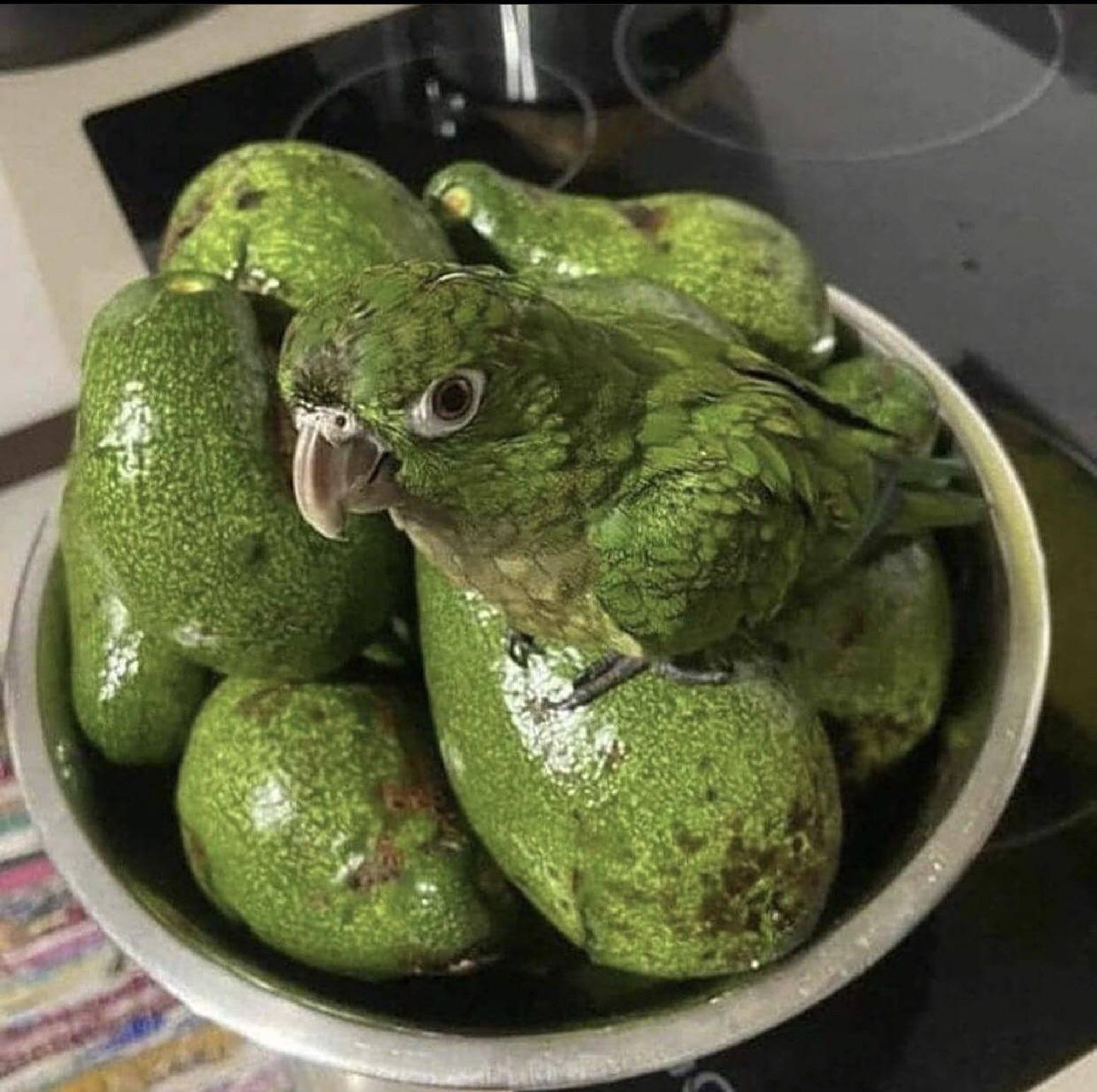 Bacia cheia de abacates bem verdinhos e quase camuflado sobre um dos abacates um papagaio verde do mesmo tom dos abacates