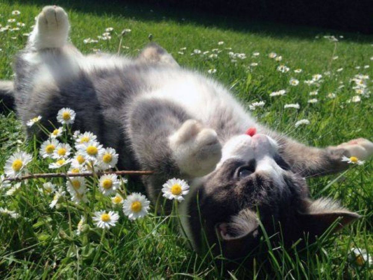 Gatinho cinza rajado com a barriga branca mostrando a linguinha deitado de barriga pra cima no meio de um grama com várias florzinhas brancas com o miolo amarelo