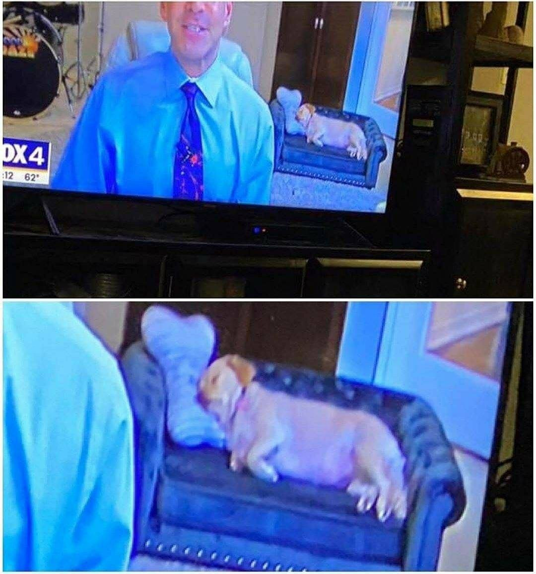 Imagem composta por duas fotos. A primeira mostra uma foto de uma TV passando o telejornal e o reporter está ao vivo da própria casa e ao fundo da imagem dele tem um cachorro gordinho dormindo gostoso de ladinho num sofazinho. A segunda foto é um zoom no cachorro gordinho dormindo no sofazinho.