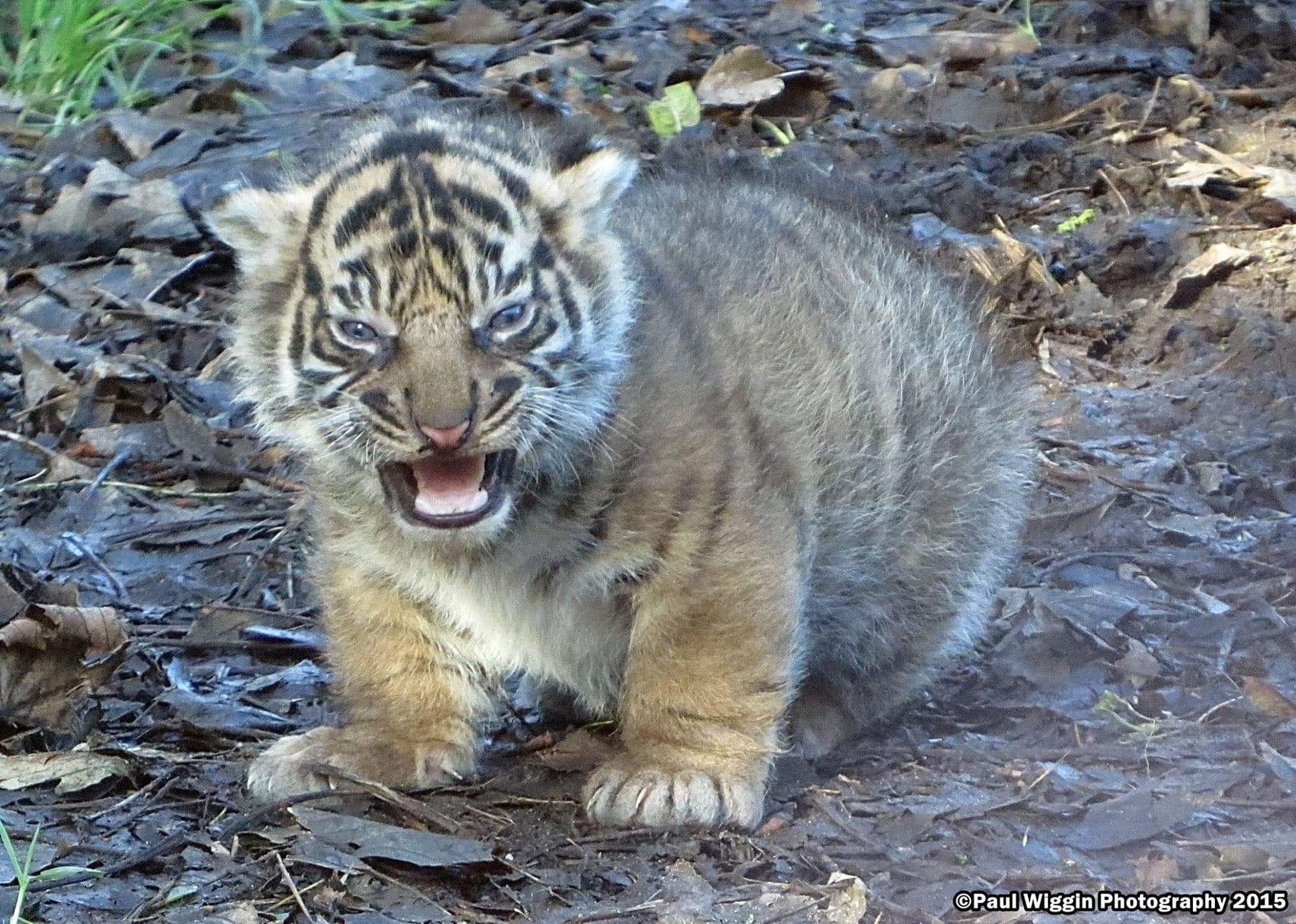 FIlhote de tigre arrepiadinho gorducho muito fofinho com carinha de bravo de frente pra foto olhando rugindo com a boca meio banguela na natureza em meio a algumas folhas secas no chão