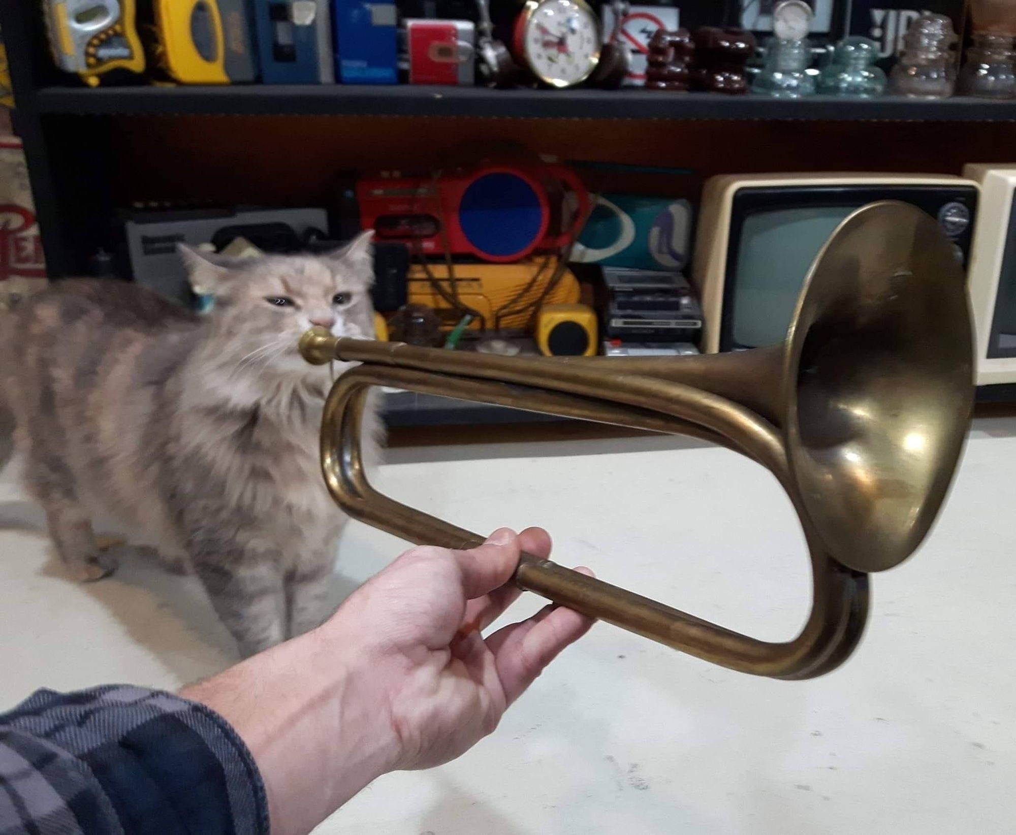 Mão de uma pessoa segurando um trumpete na frente de um gatinho cinza peludo parece que o gato está tocando o instrumento