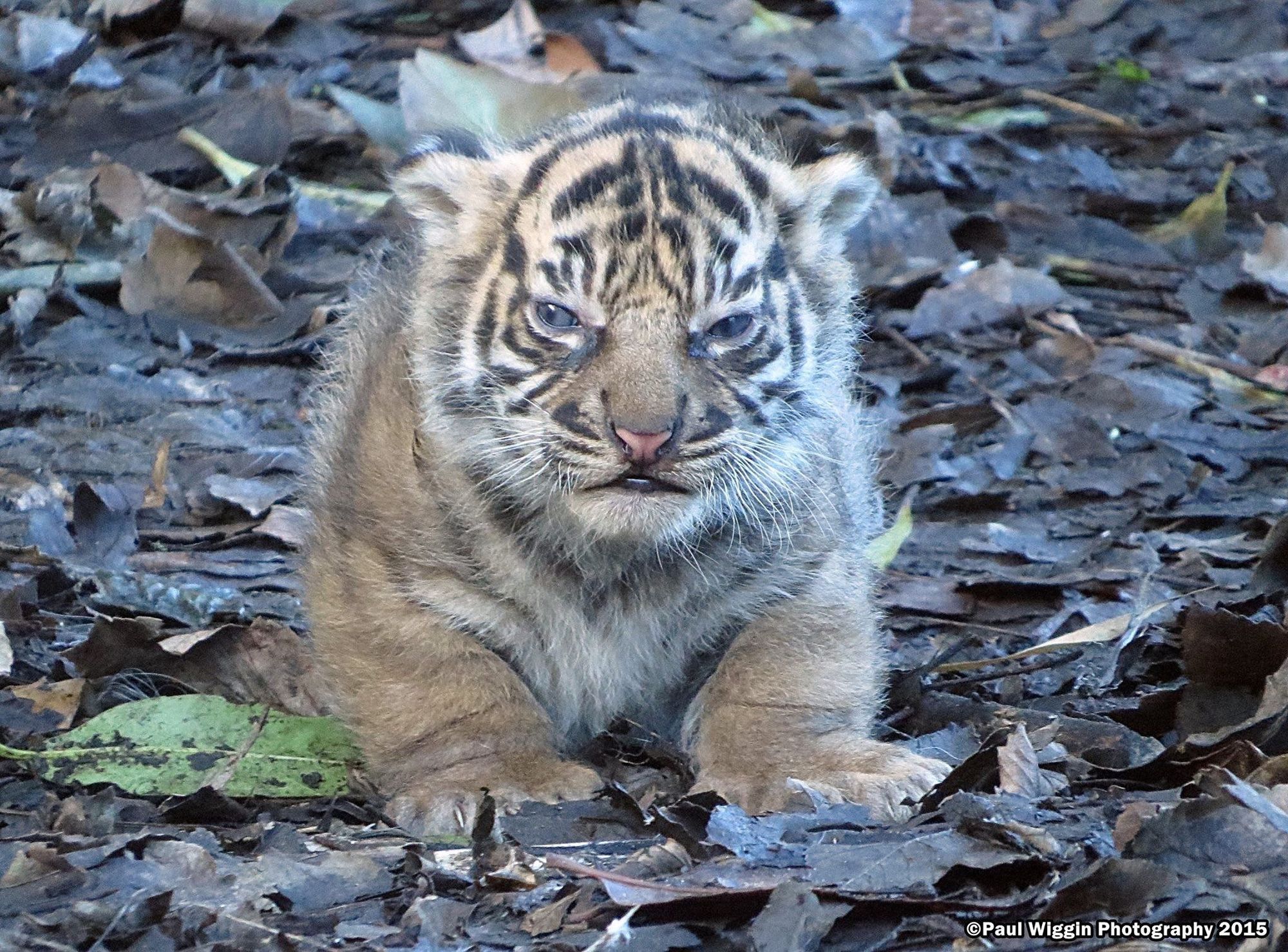 FIlhote de tigre arrepiadinho gorducho muito fofinho com carinha de bravo de frente pra foto  com a olhando pra foto na natureza em meio a algumas folhas secas no chão